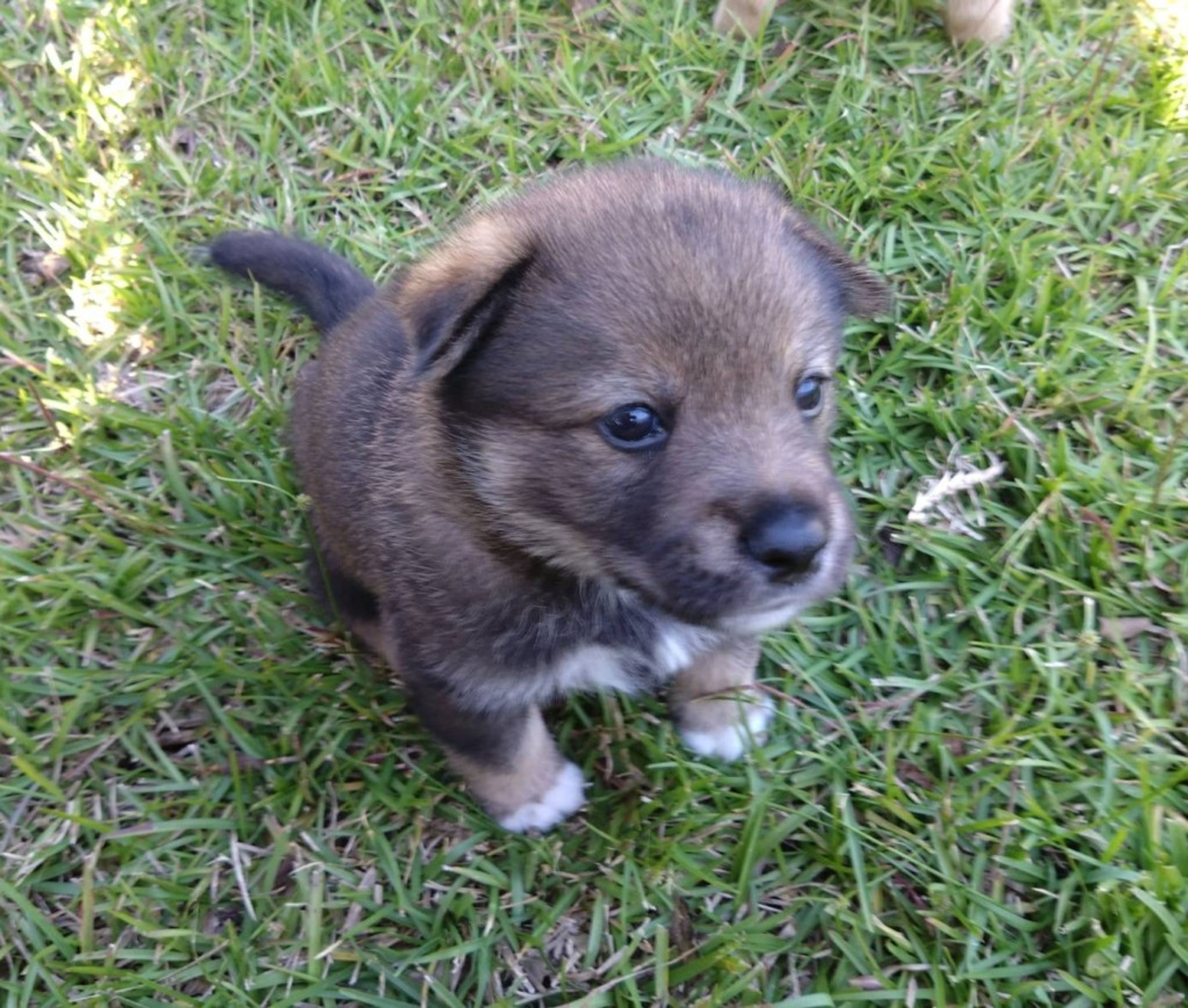 pet-image-6