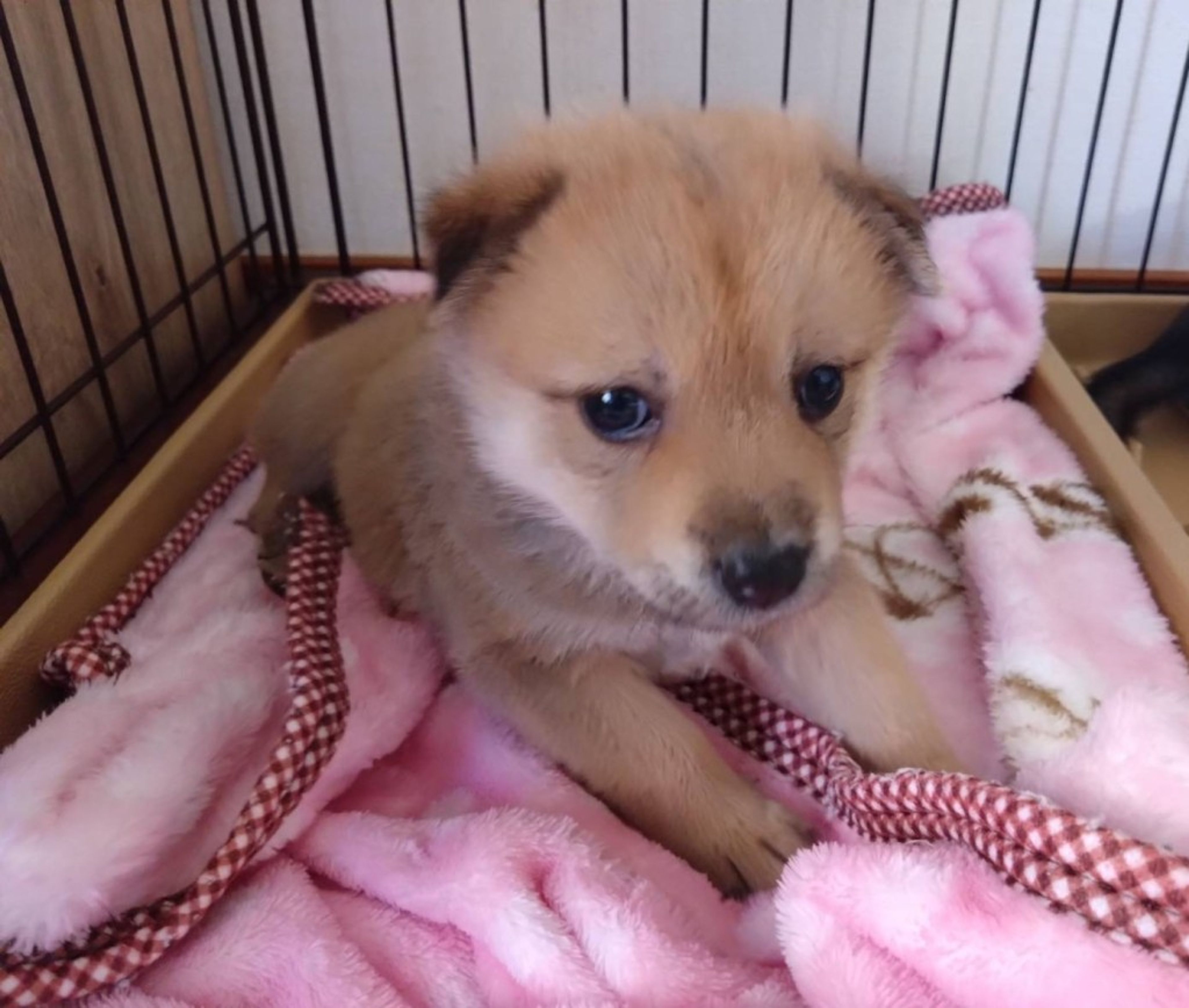 pet-image-2