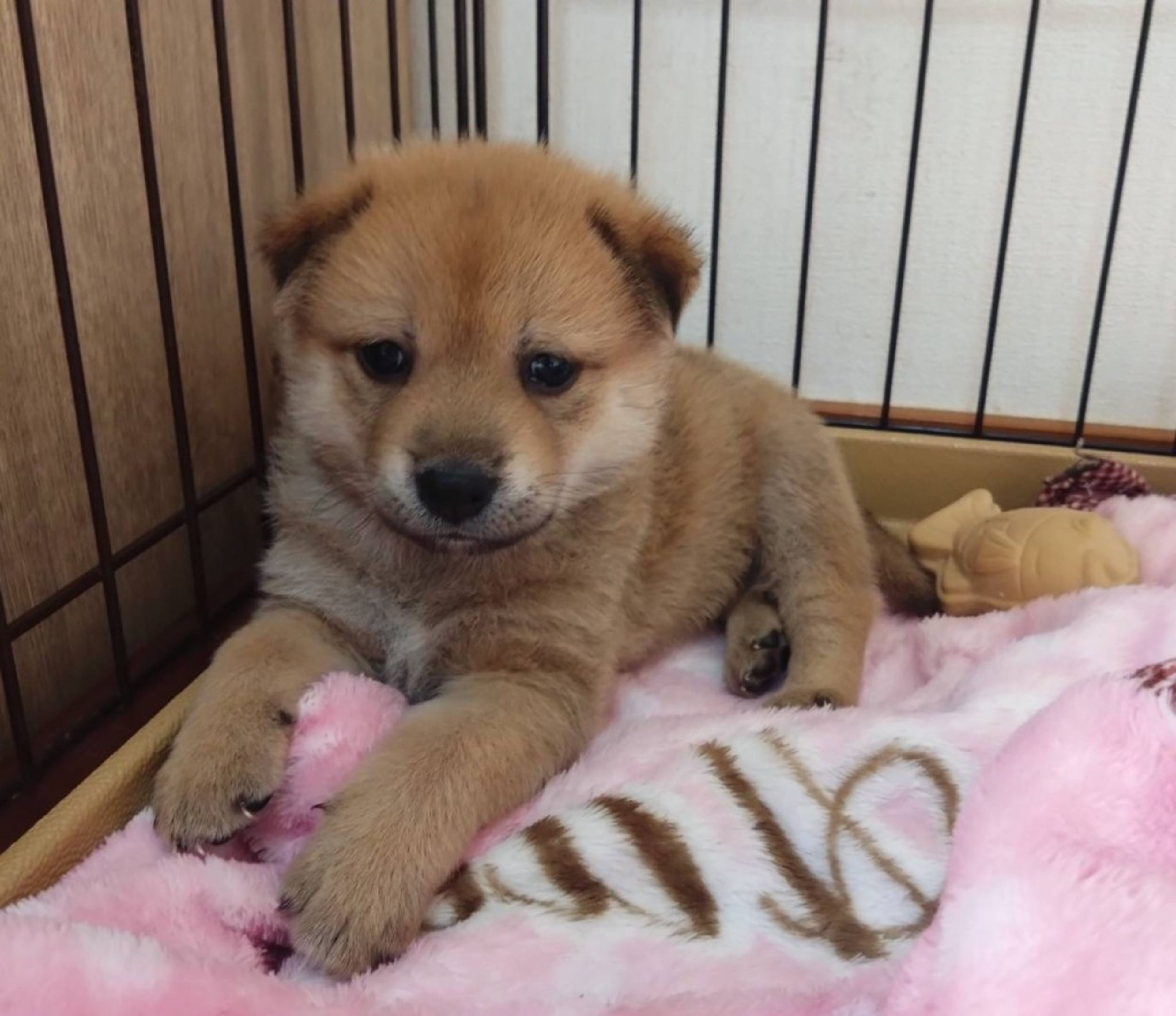 pet-image-3