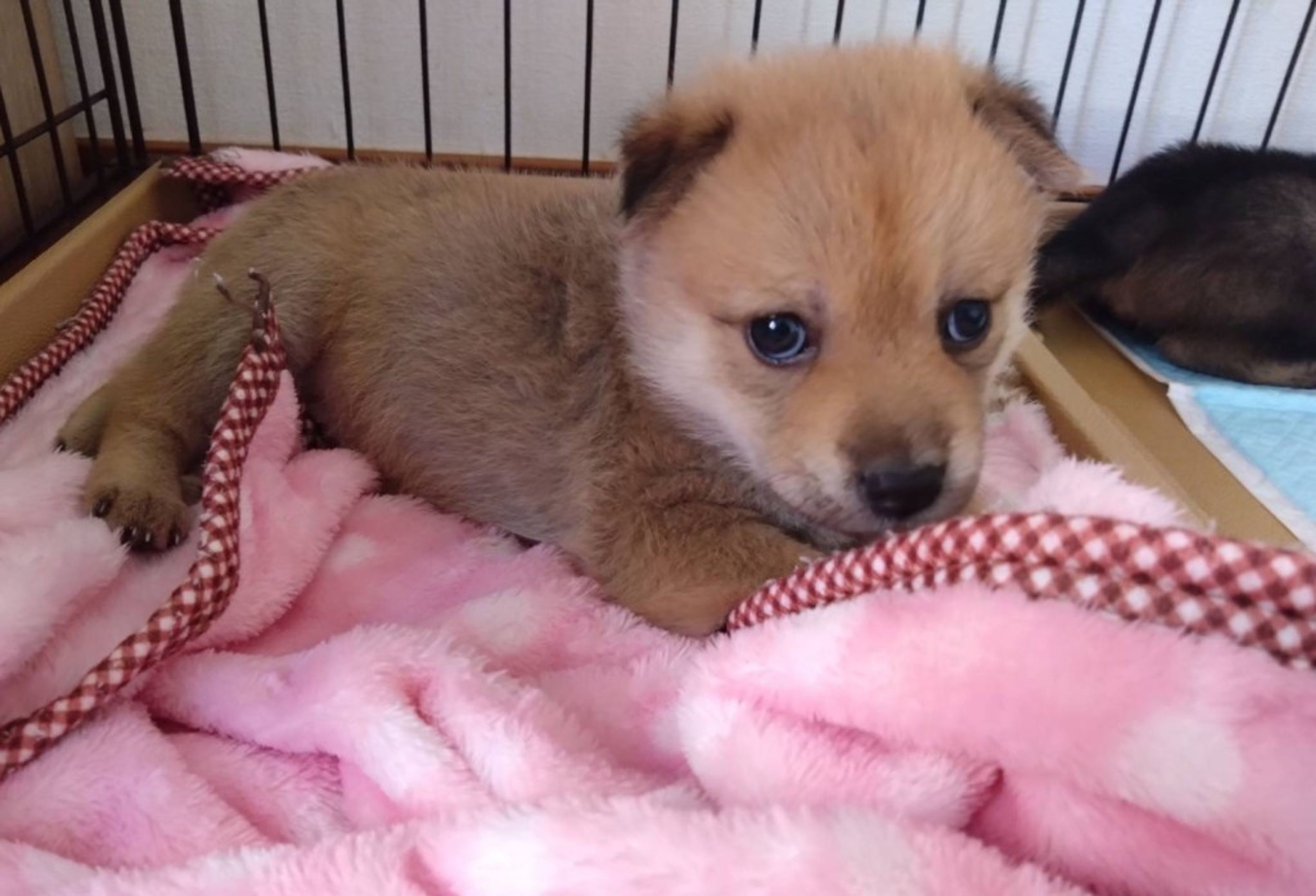 pet-image-4