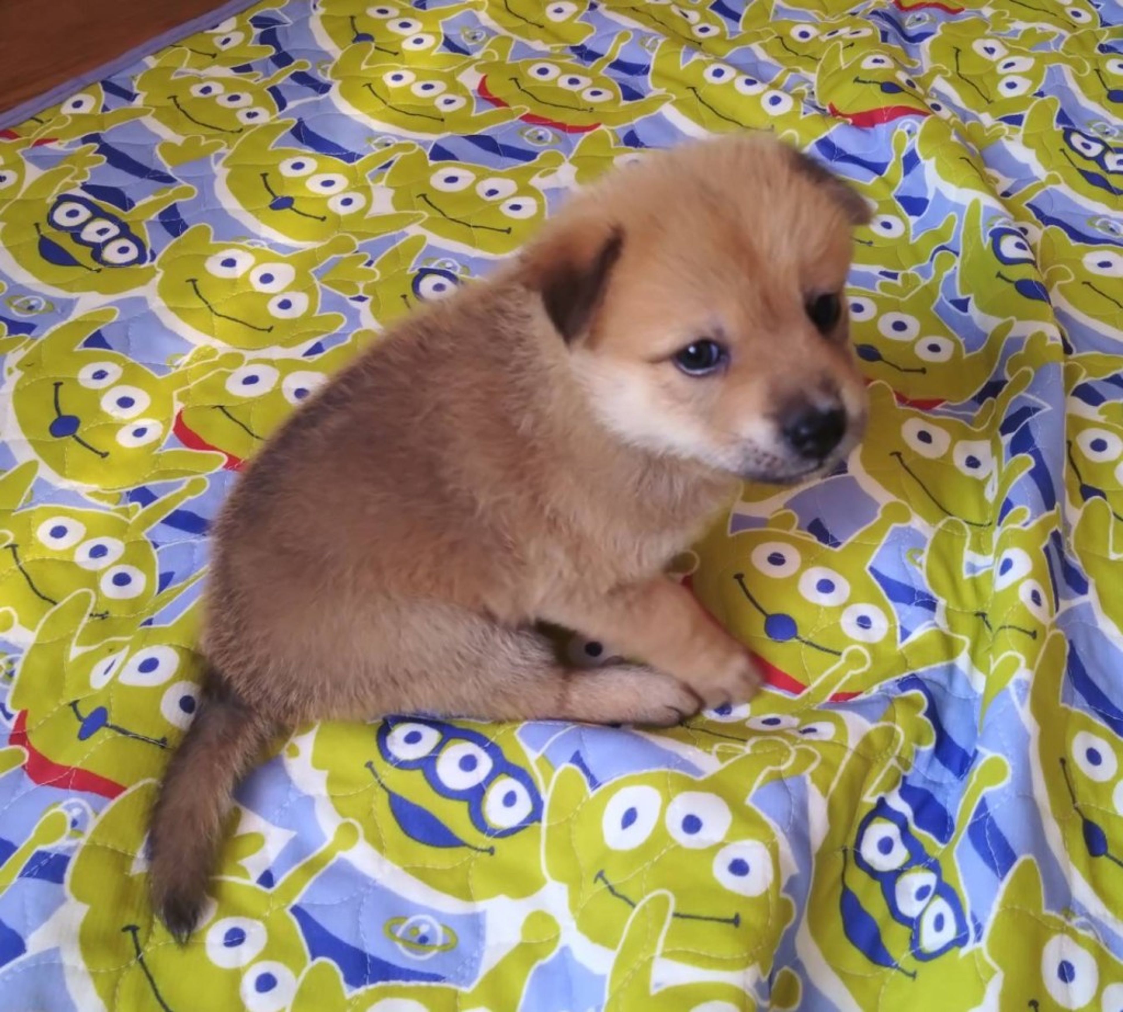 pet-image-5