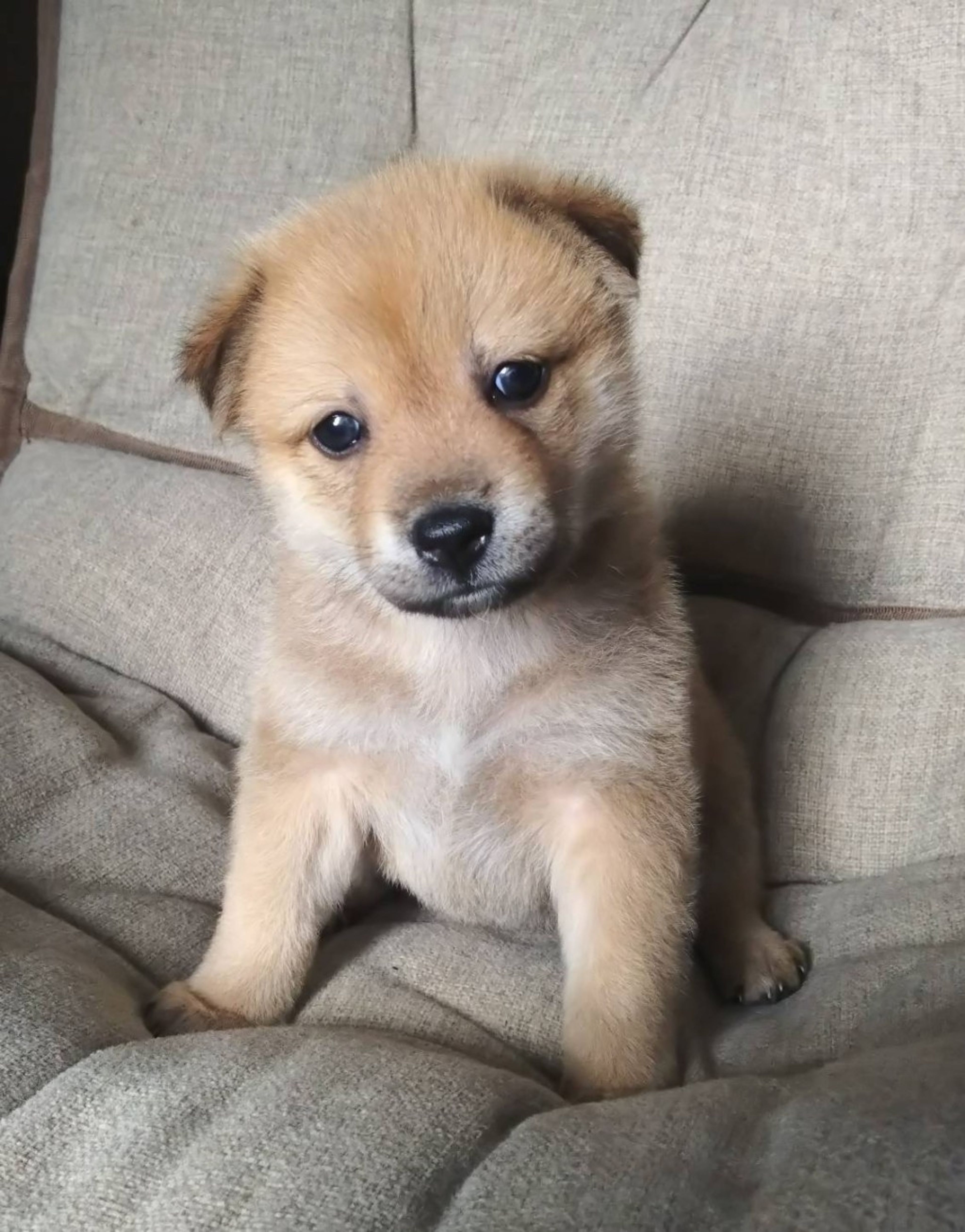 雑種（ミックス犬）・メスの里親募集の写真