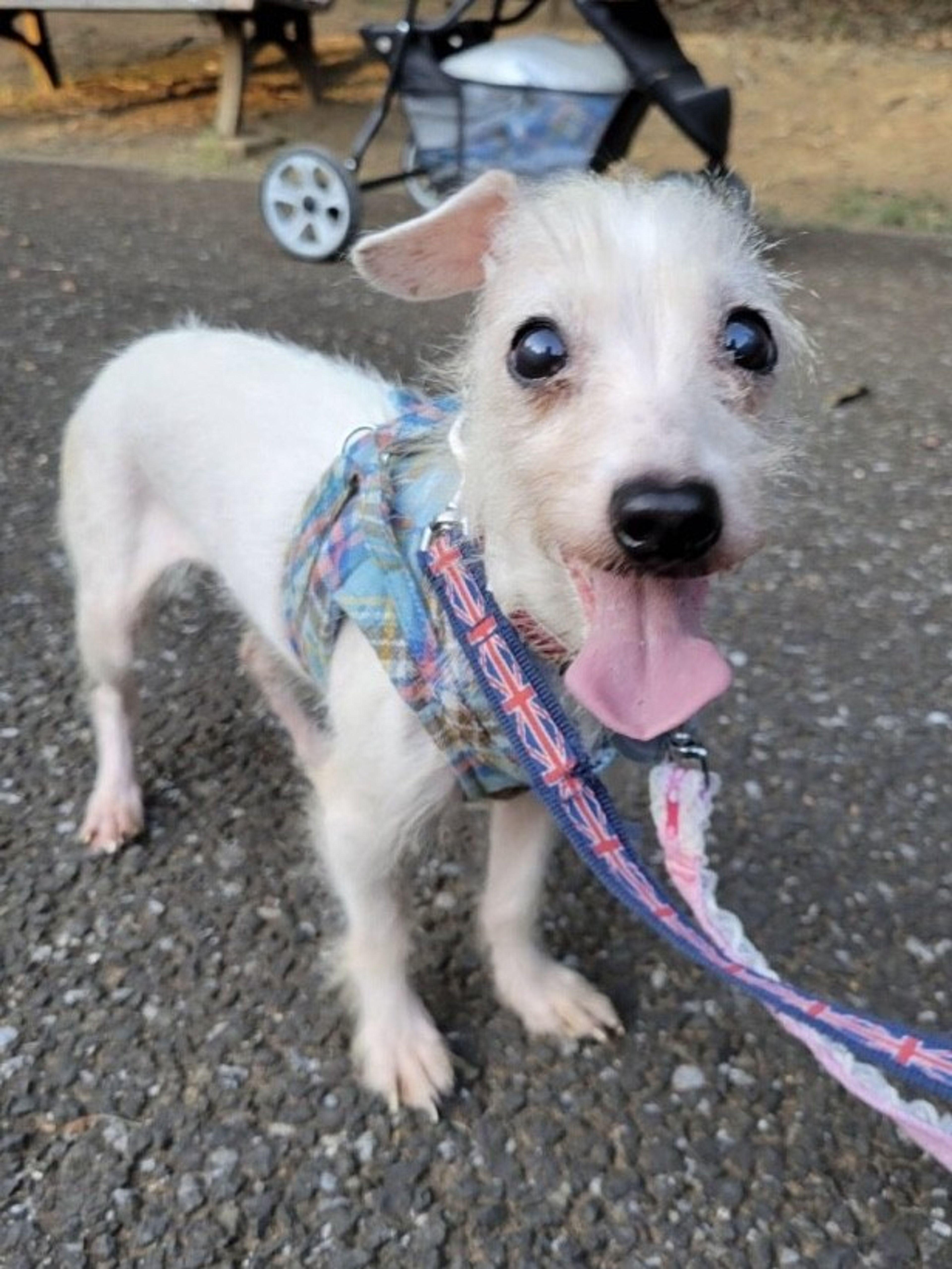 pet-image-2