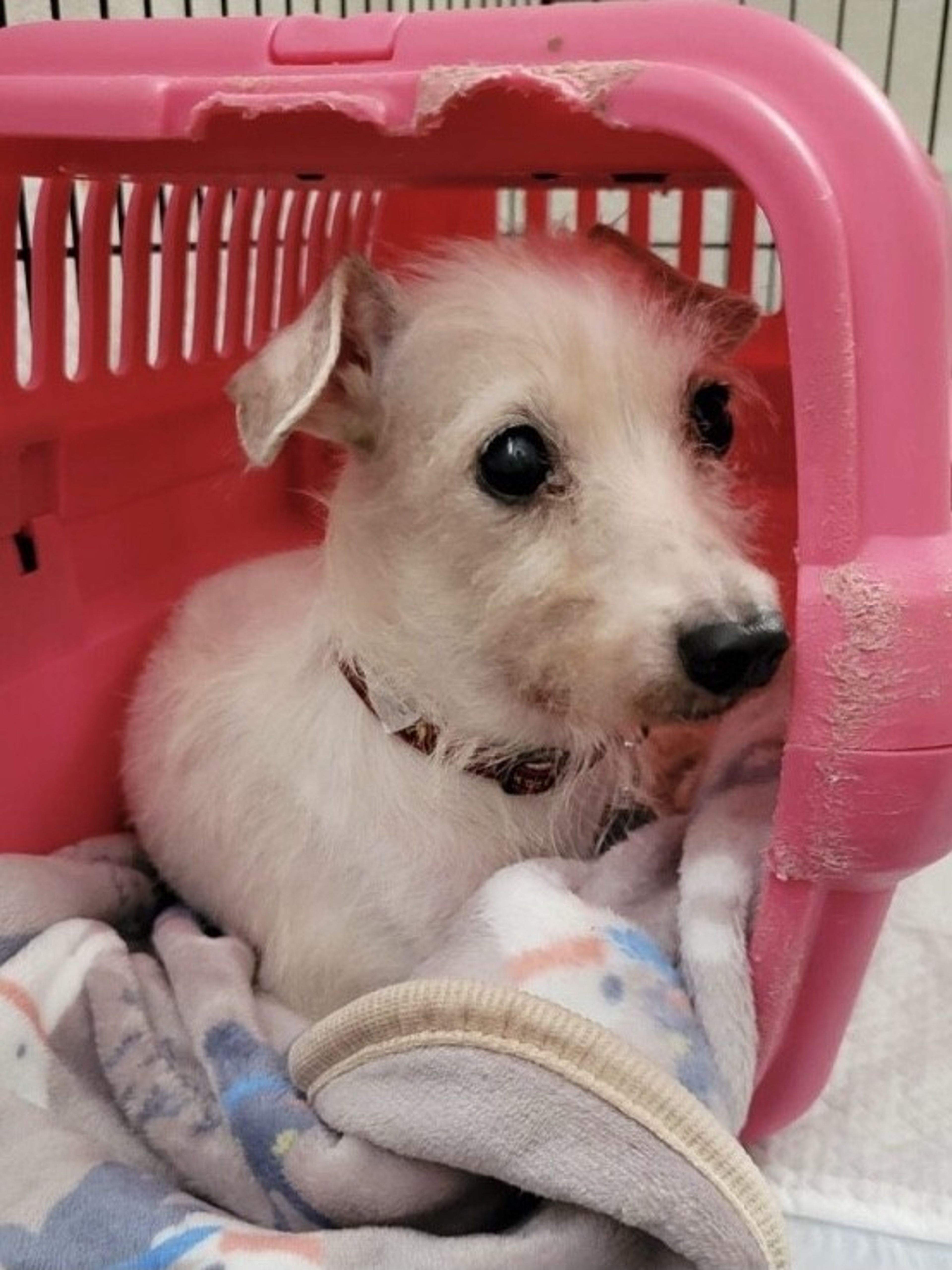 pet-image-3