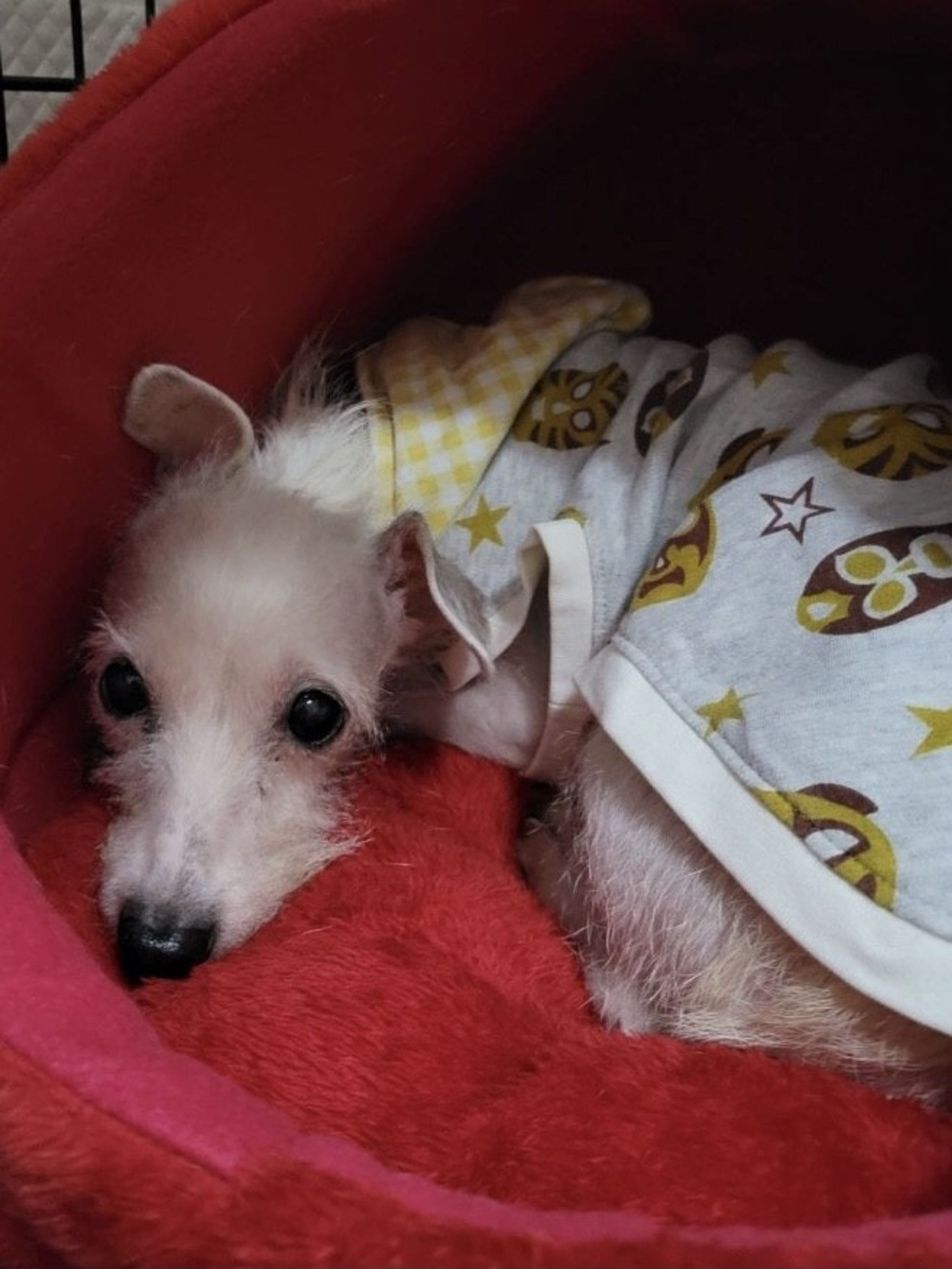 pet-image-4