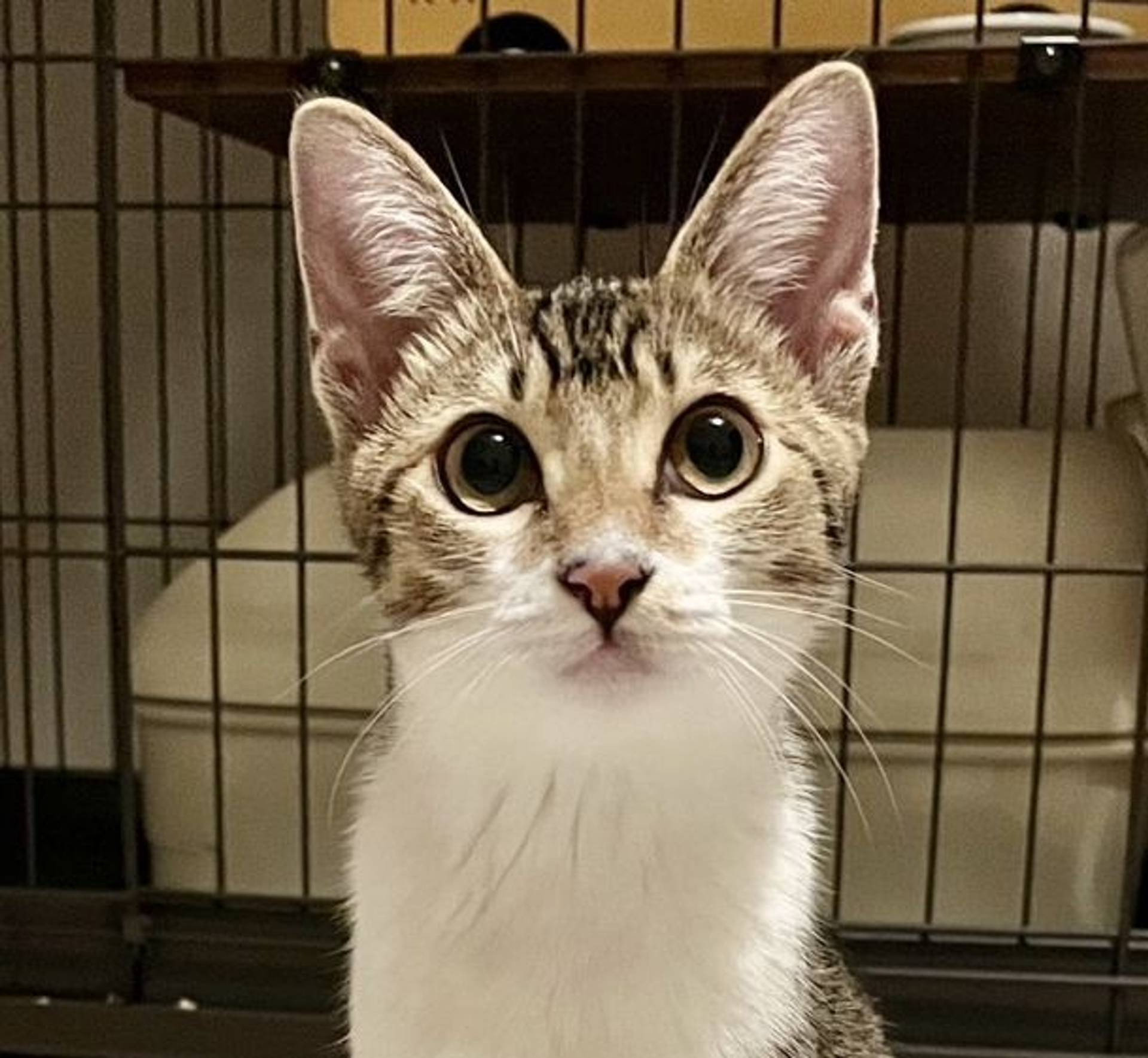 雑種（ミックス猫）・メスの里親募集の写真