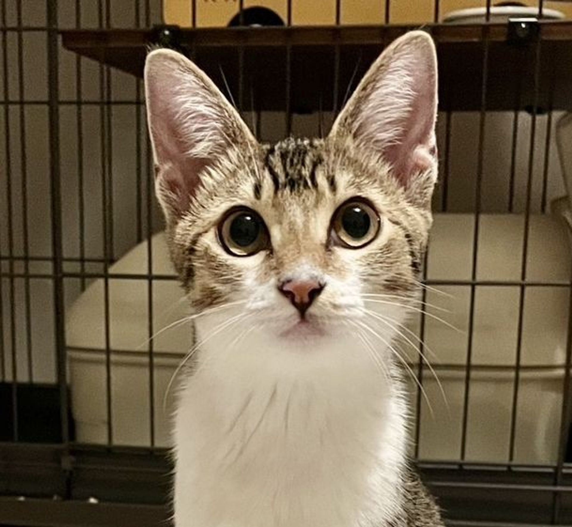 雑種（ミックス猫）・メスの里親募集の写真