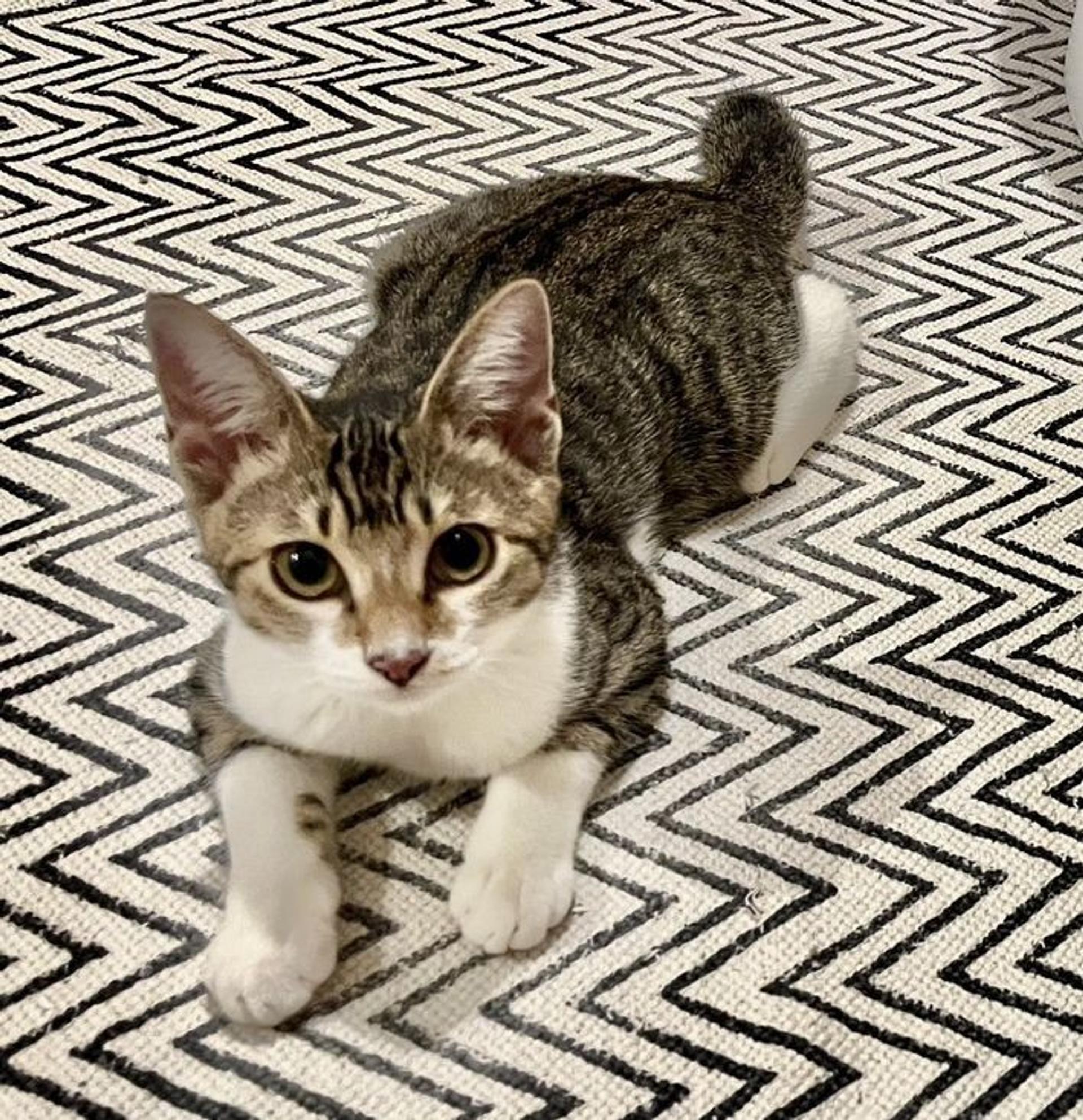 pet-image-2