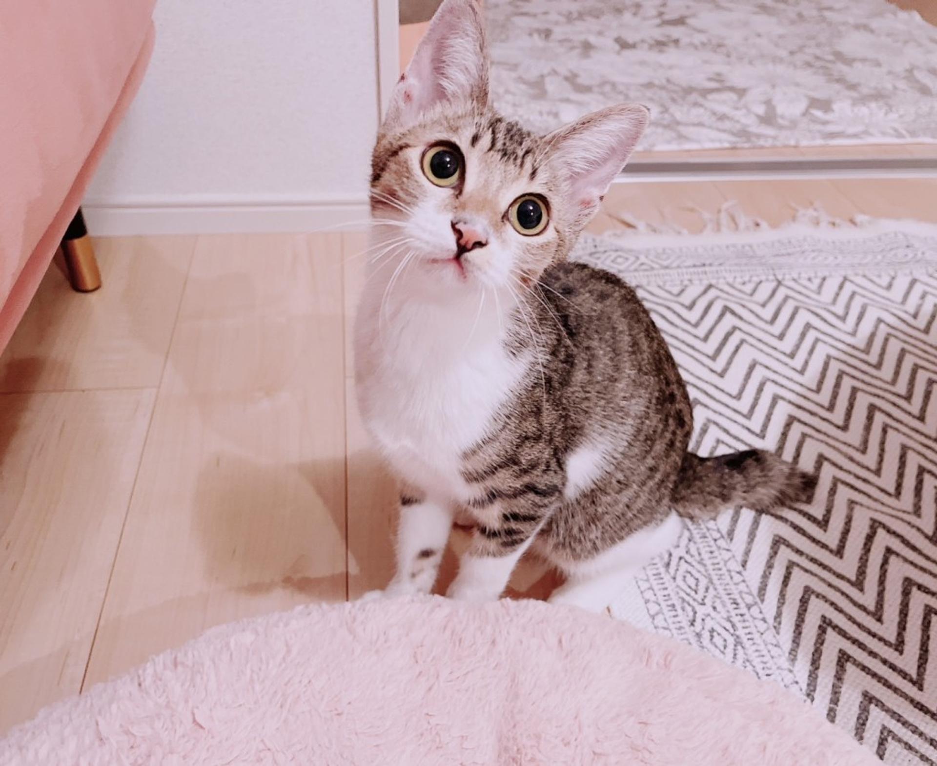 pet-image-3