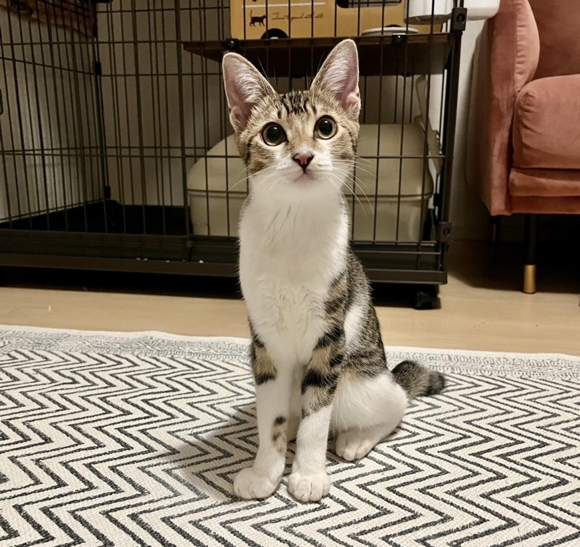 pet-image-4