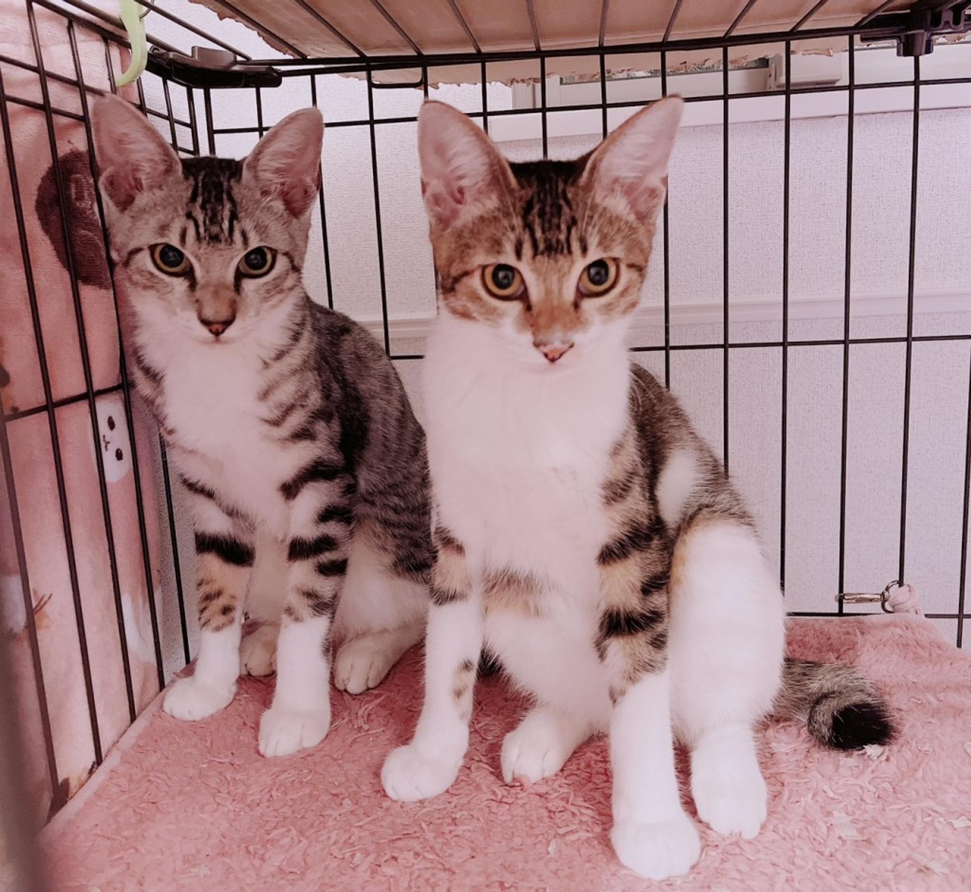 pet-image-5
