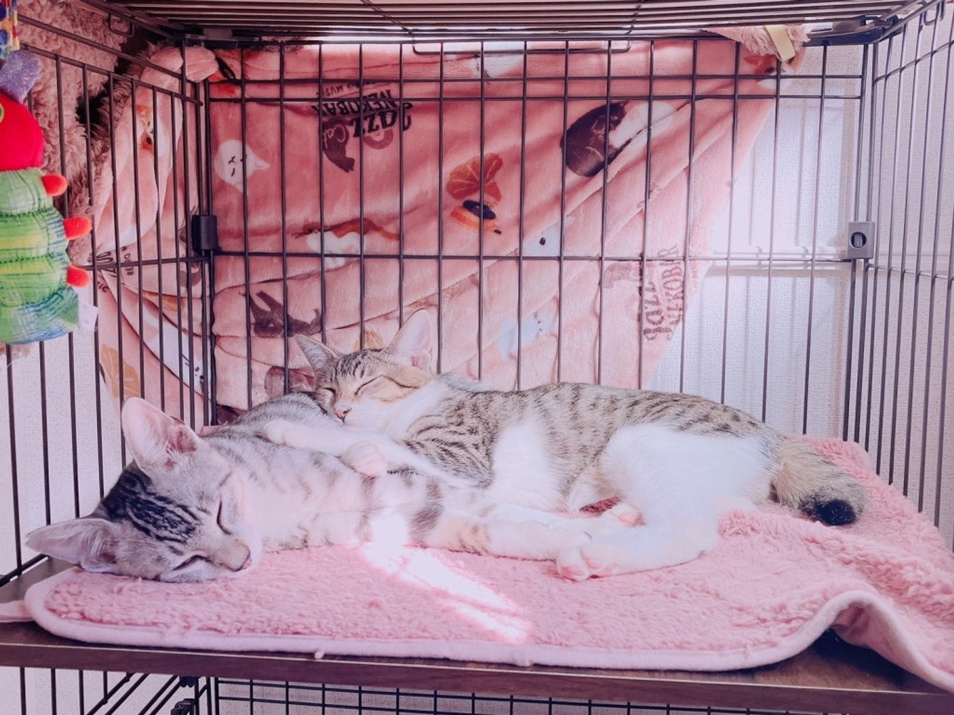 pet-image-6