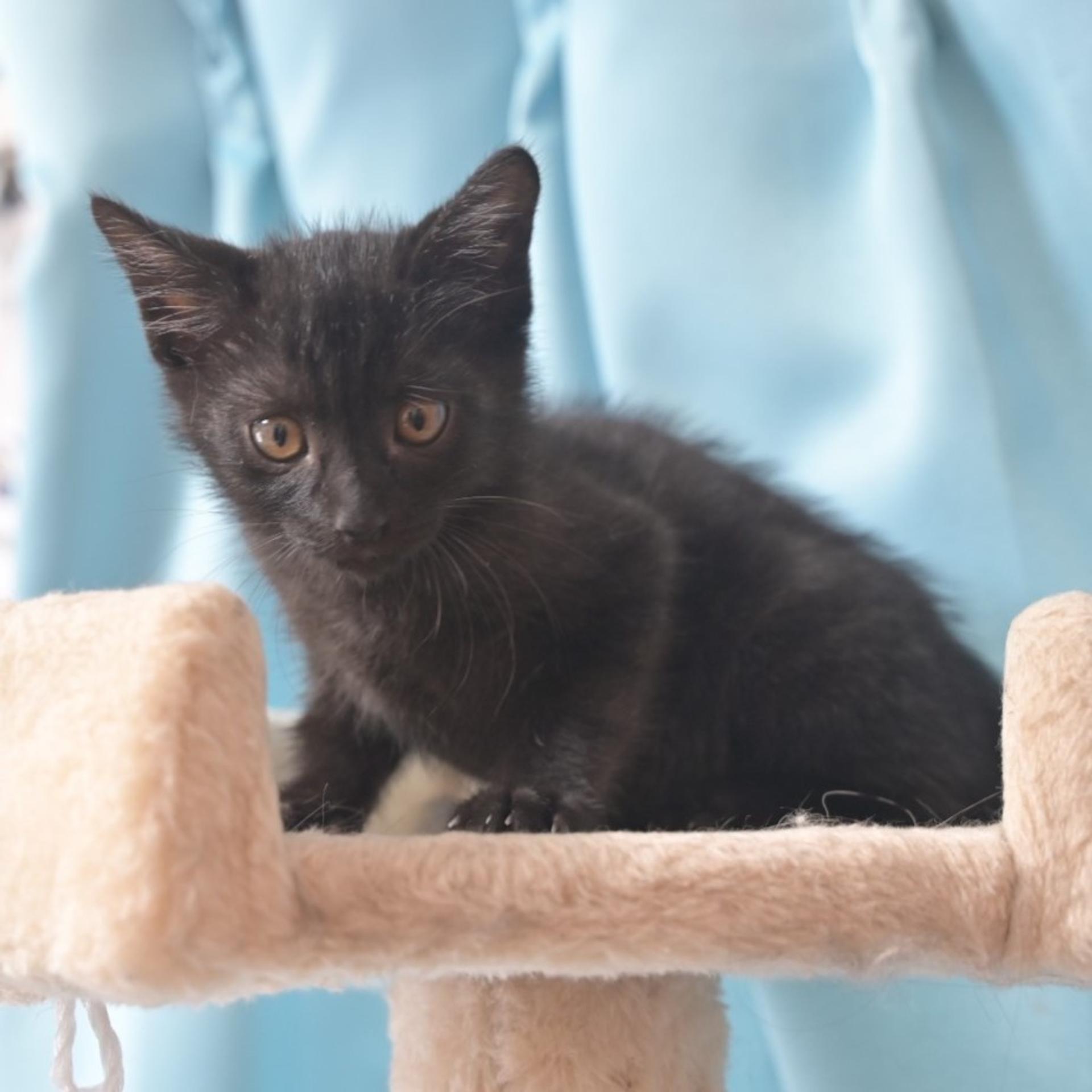 pet-image-5