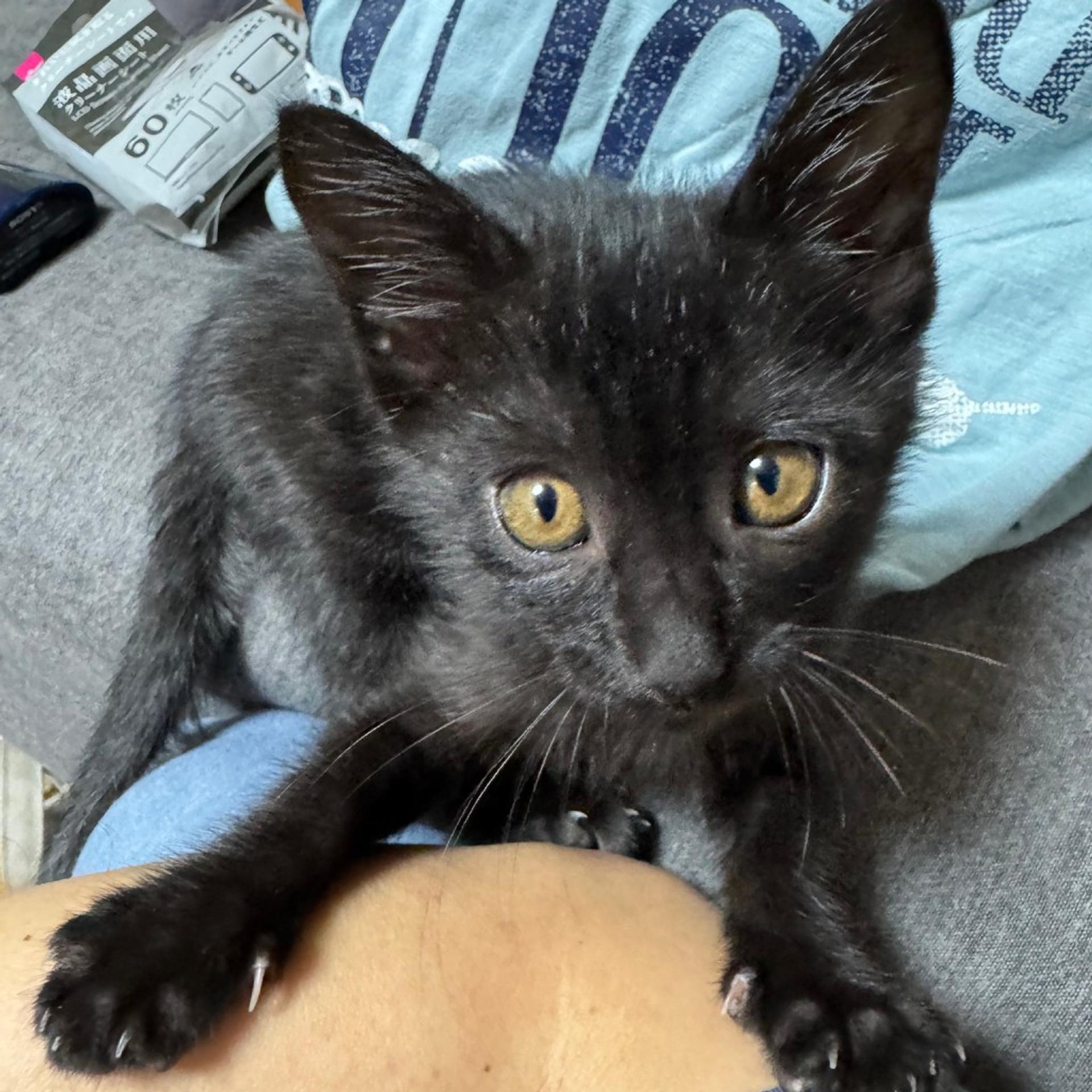 pet-image-3