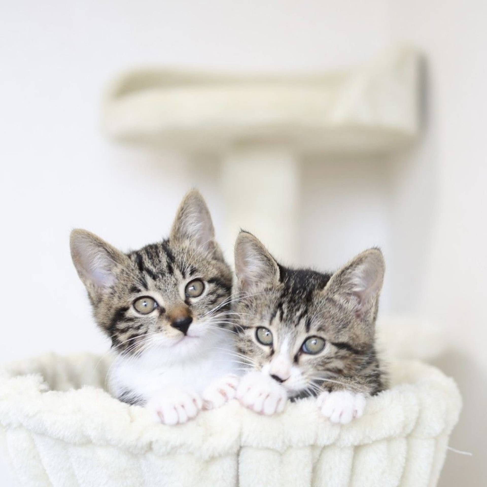 雑種（ミックス猫）・メスの里親募集の写真