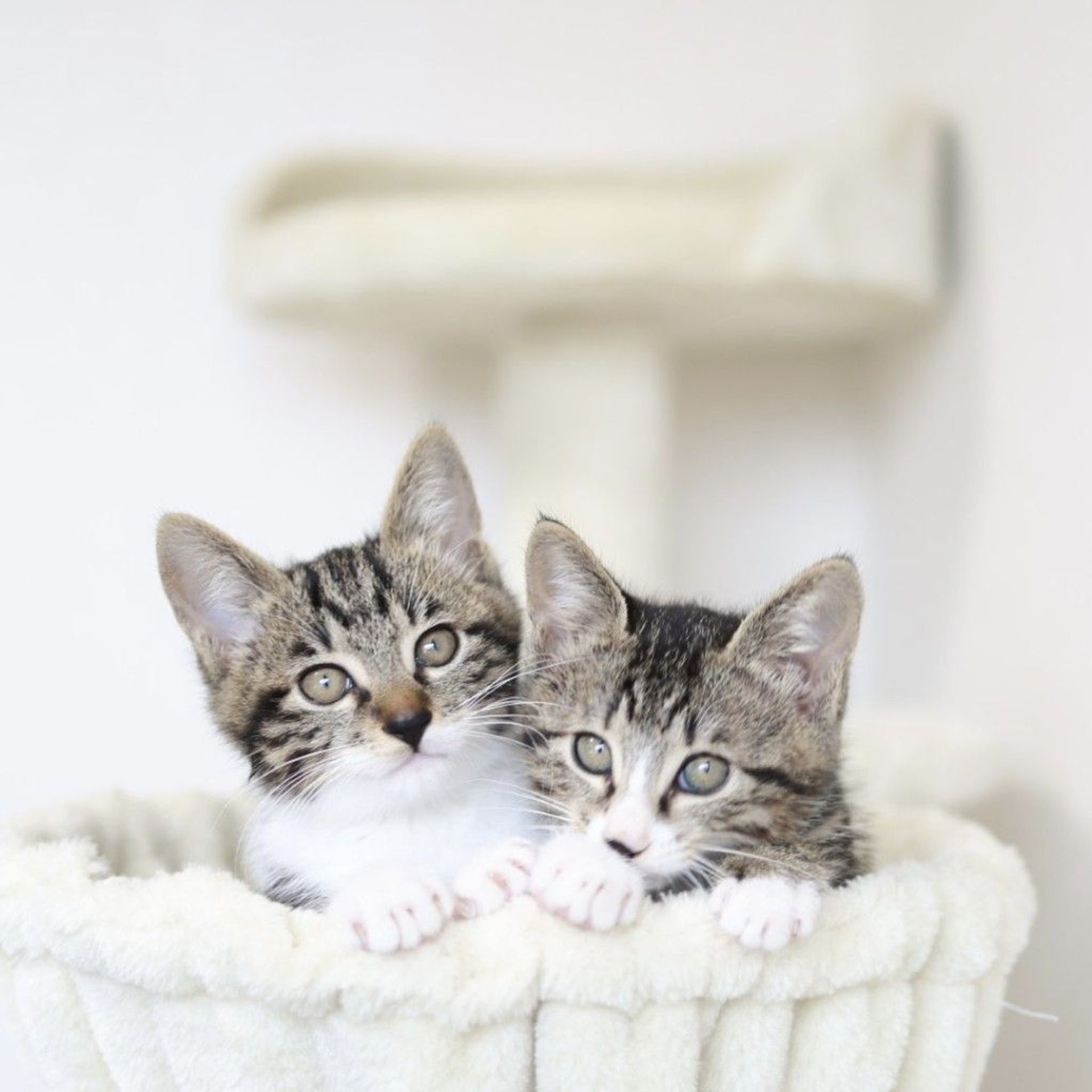 雑種（ミックス猫）・メスの里親募集の写真