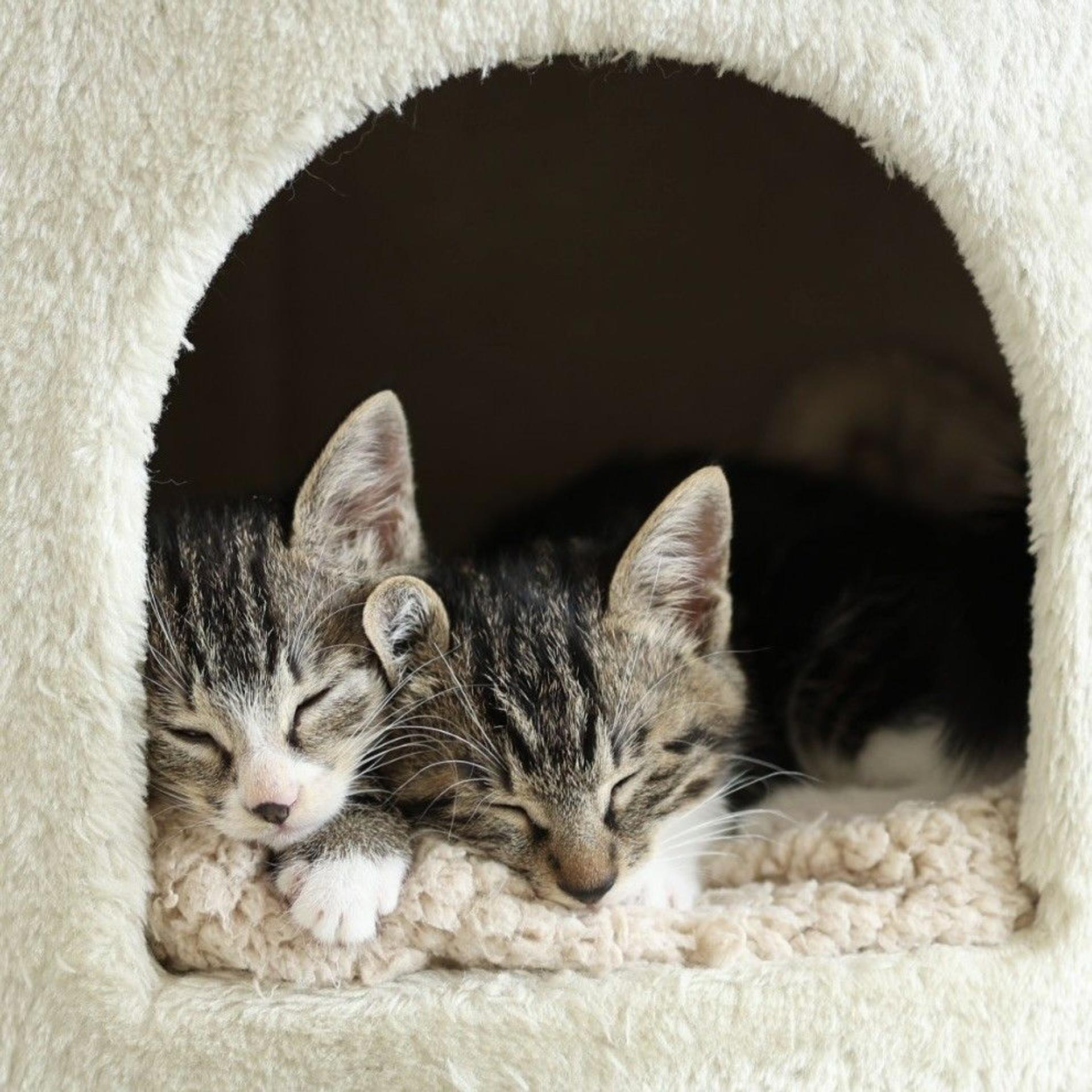 pet-image-4