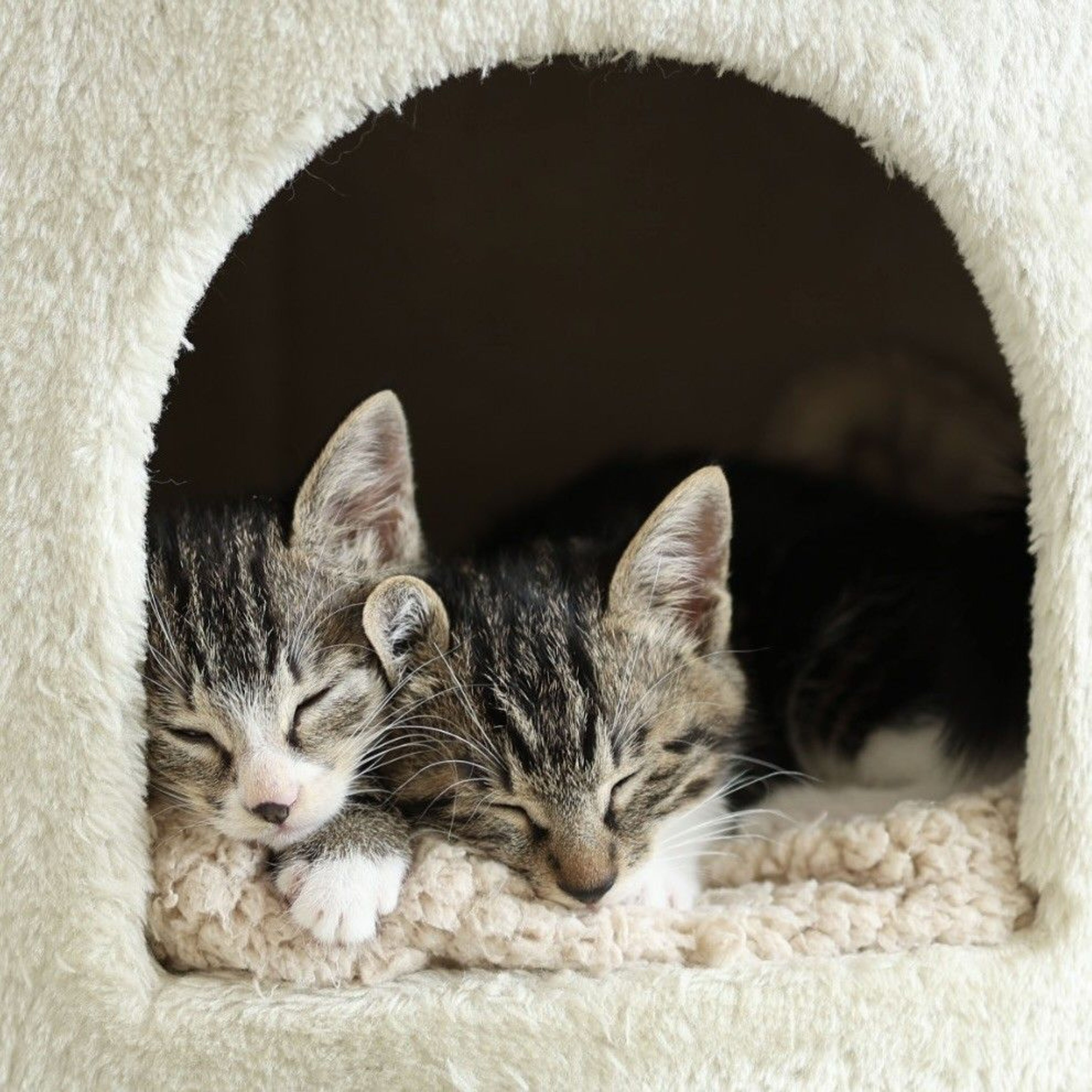 pet-image-4