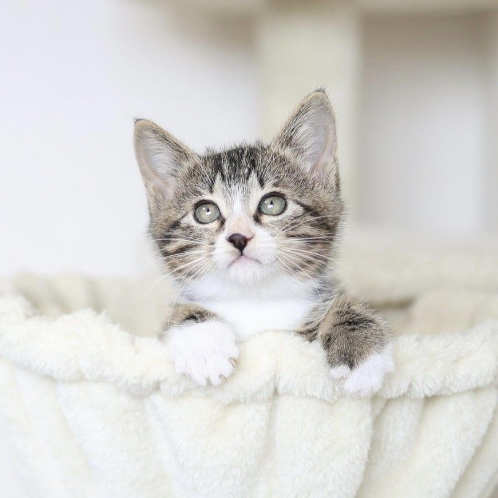 pet-image-5