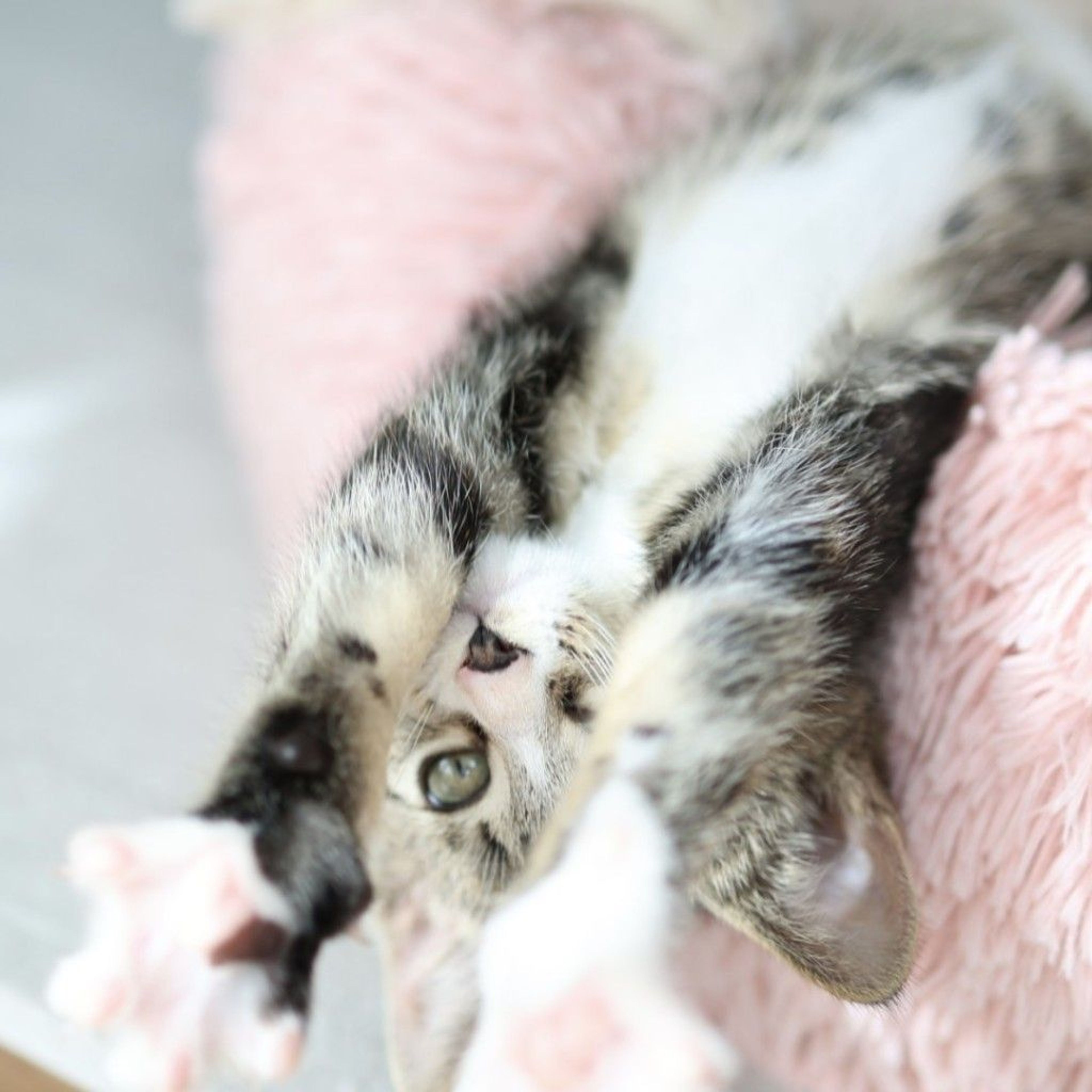 pet-image-7
