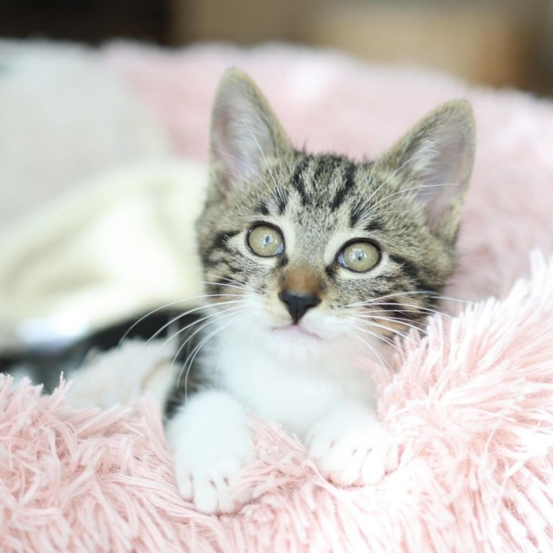 pet-image-8