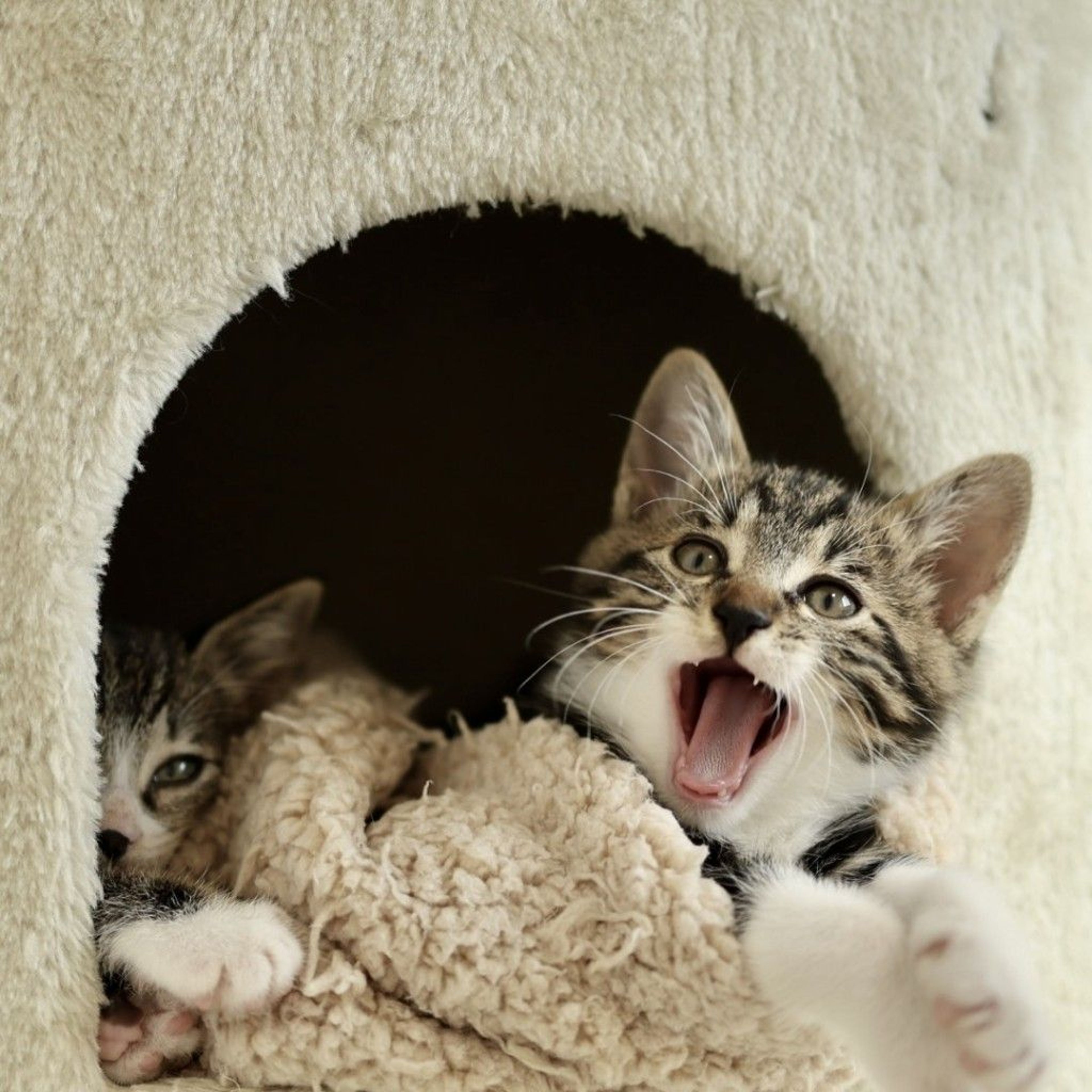 pet-image-9