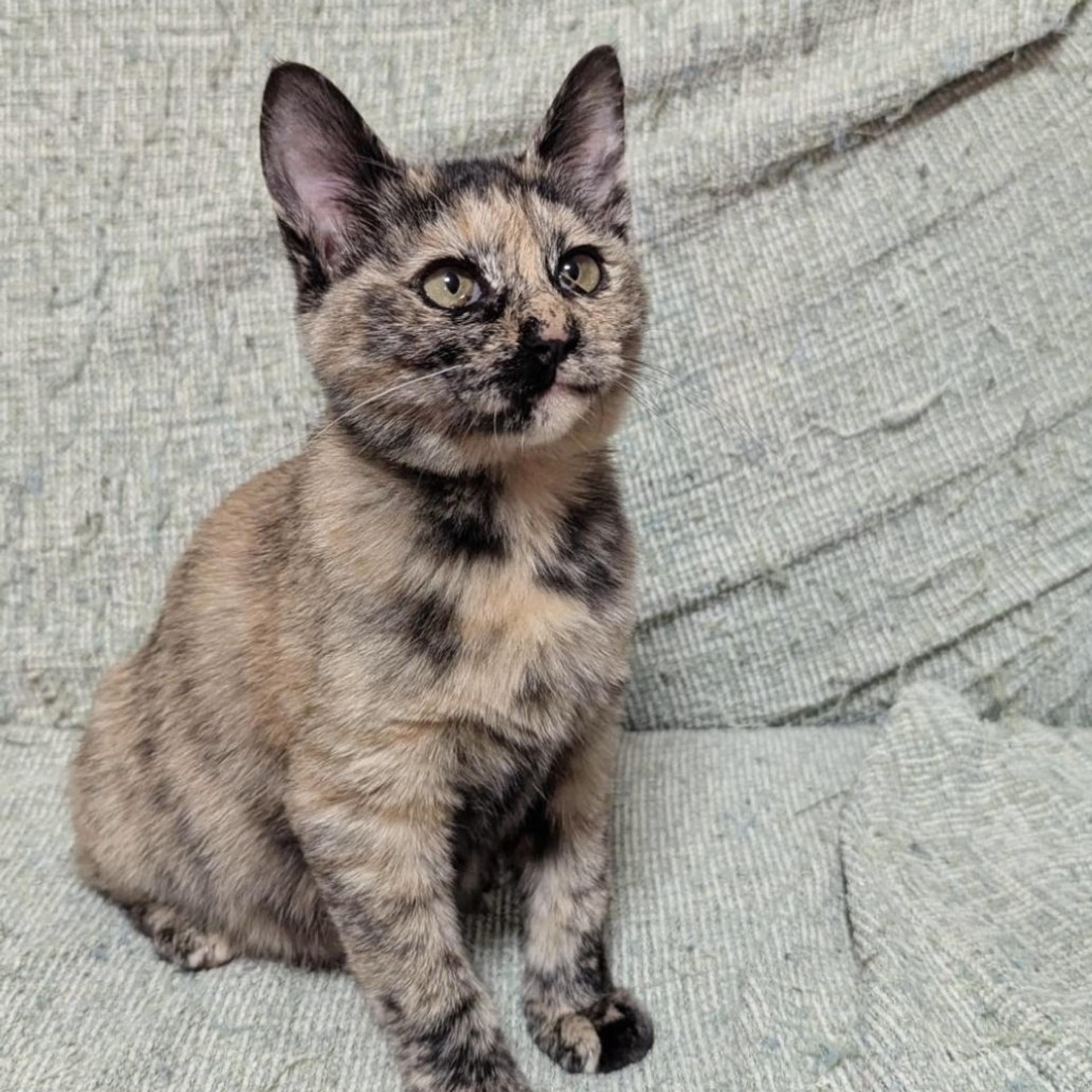 pet-image-5