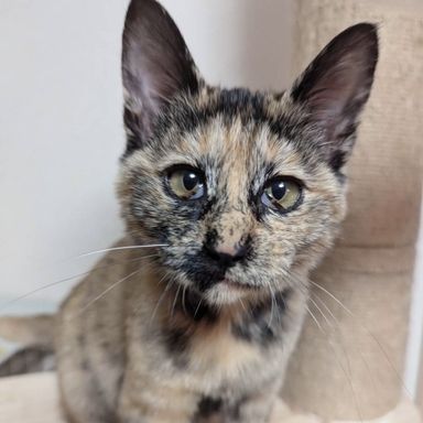ヤナ