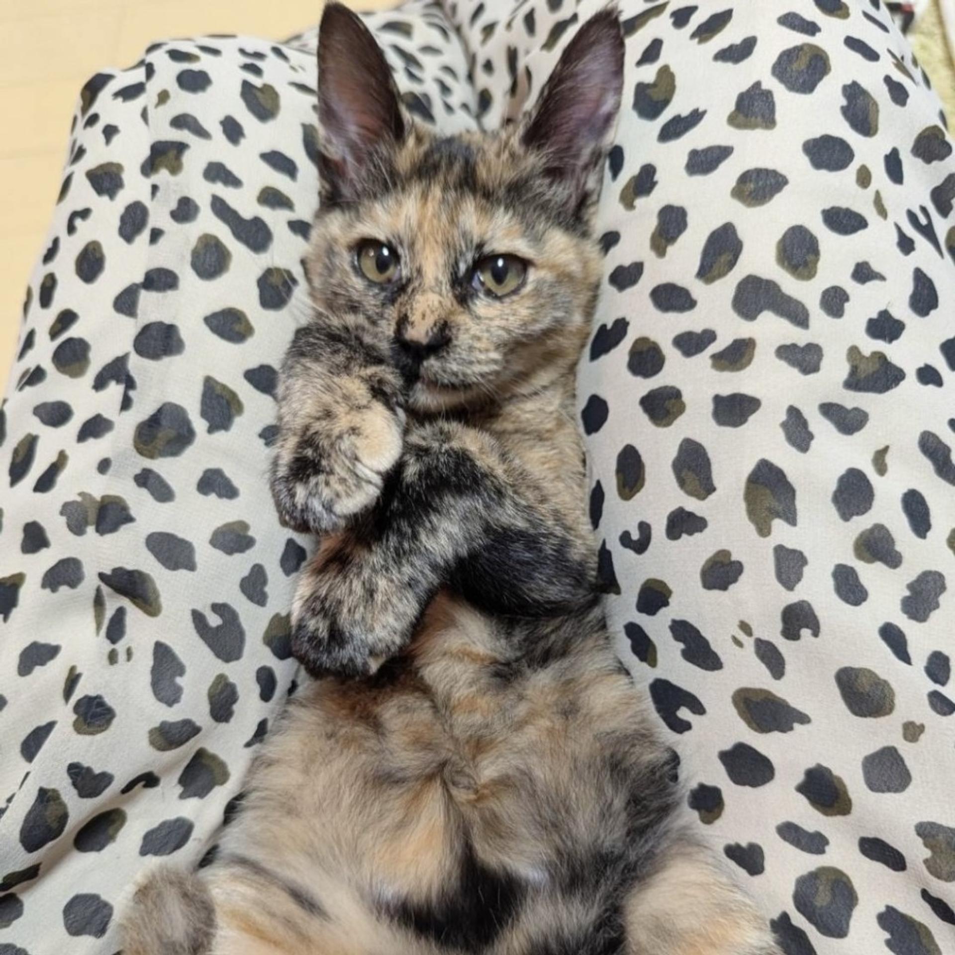 pet-image-3
