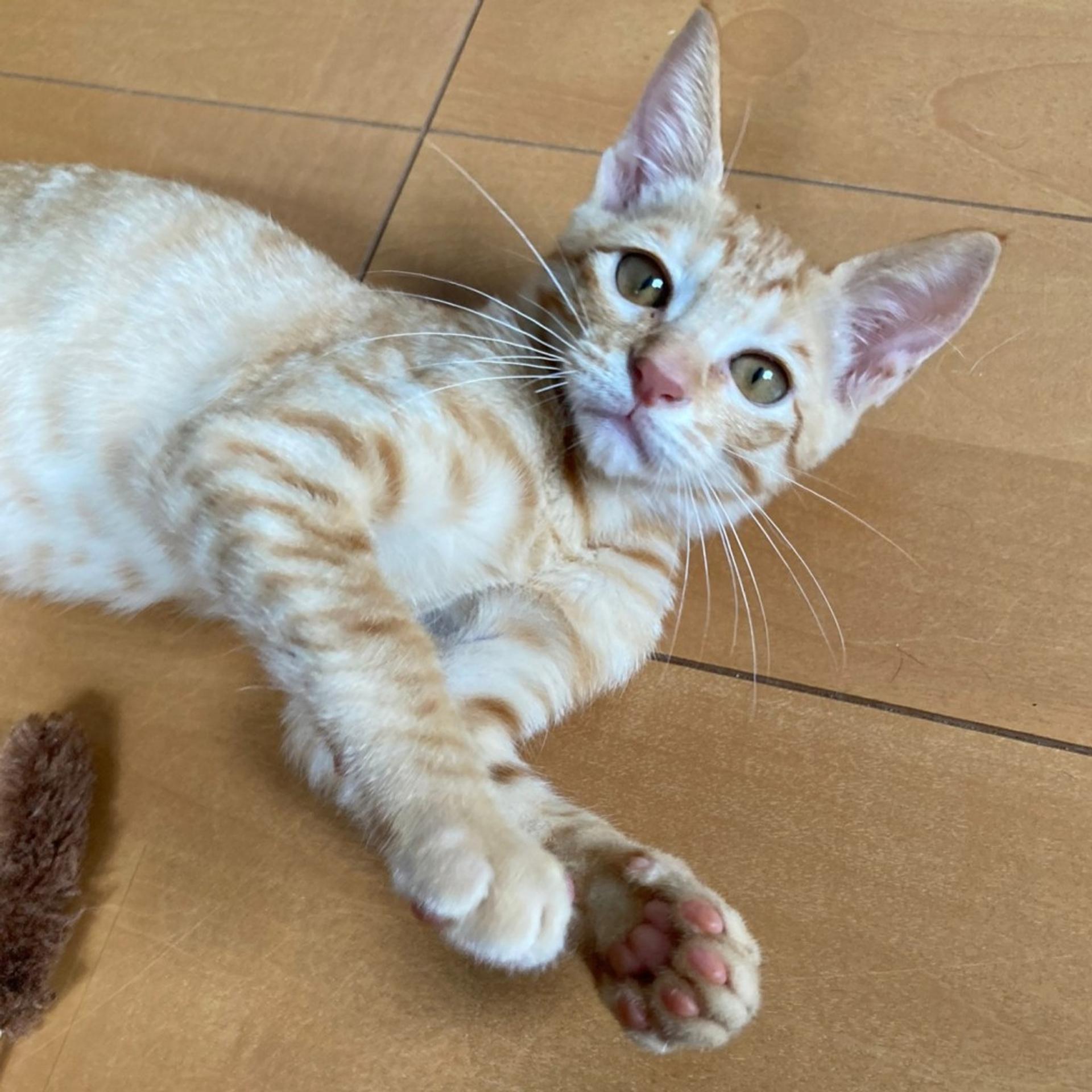 pet-image-6