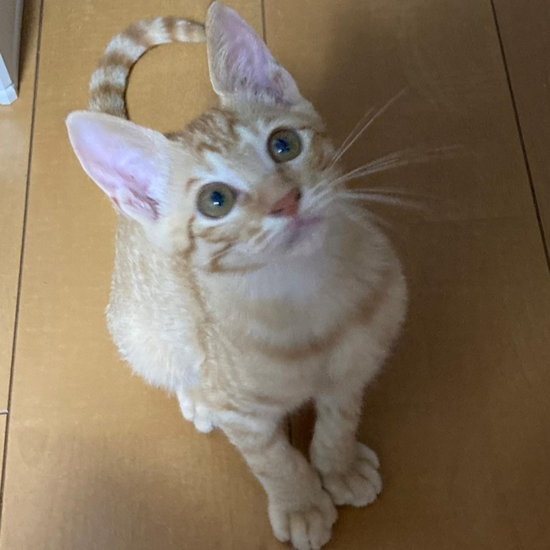 pet-image-7