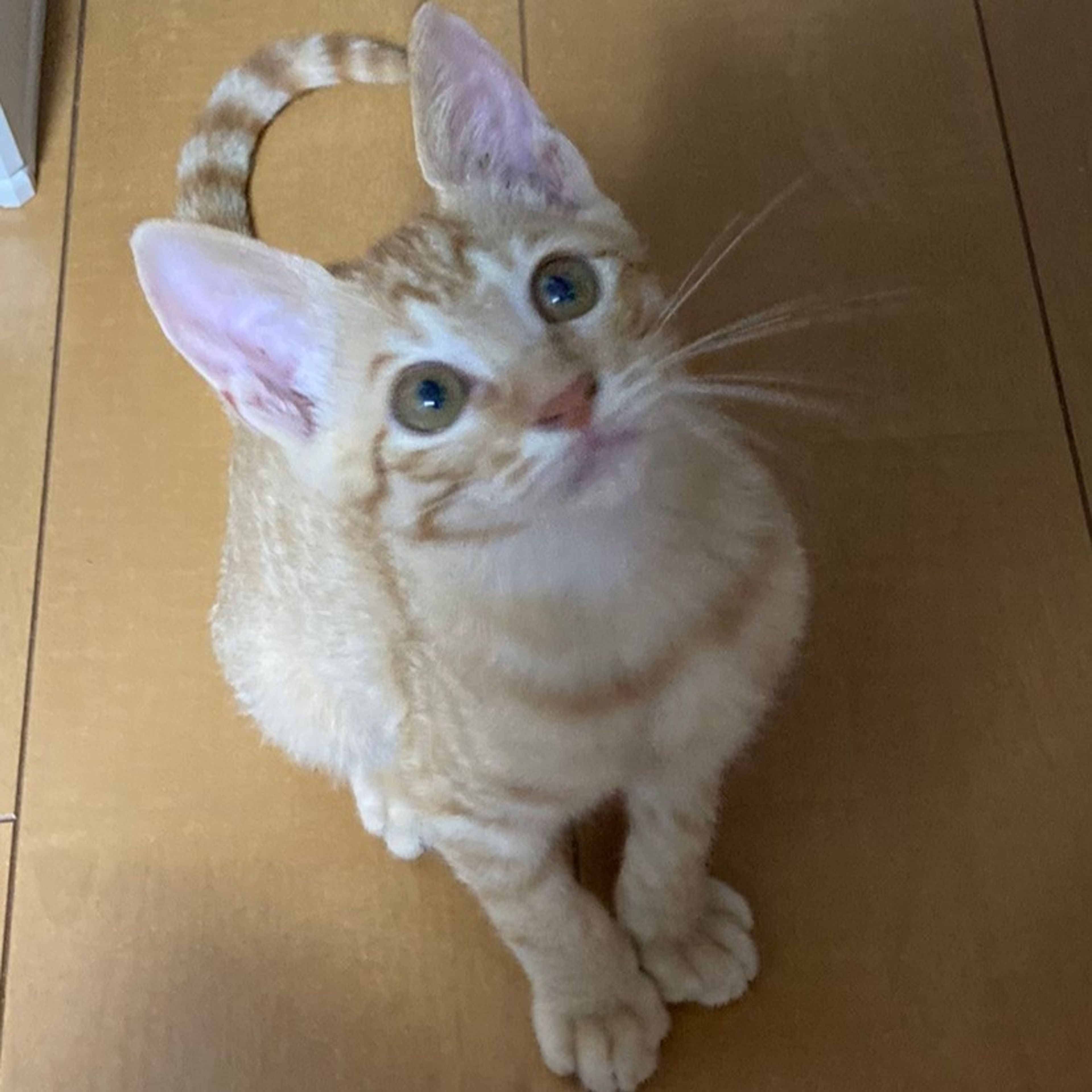 pet-image-7