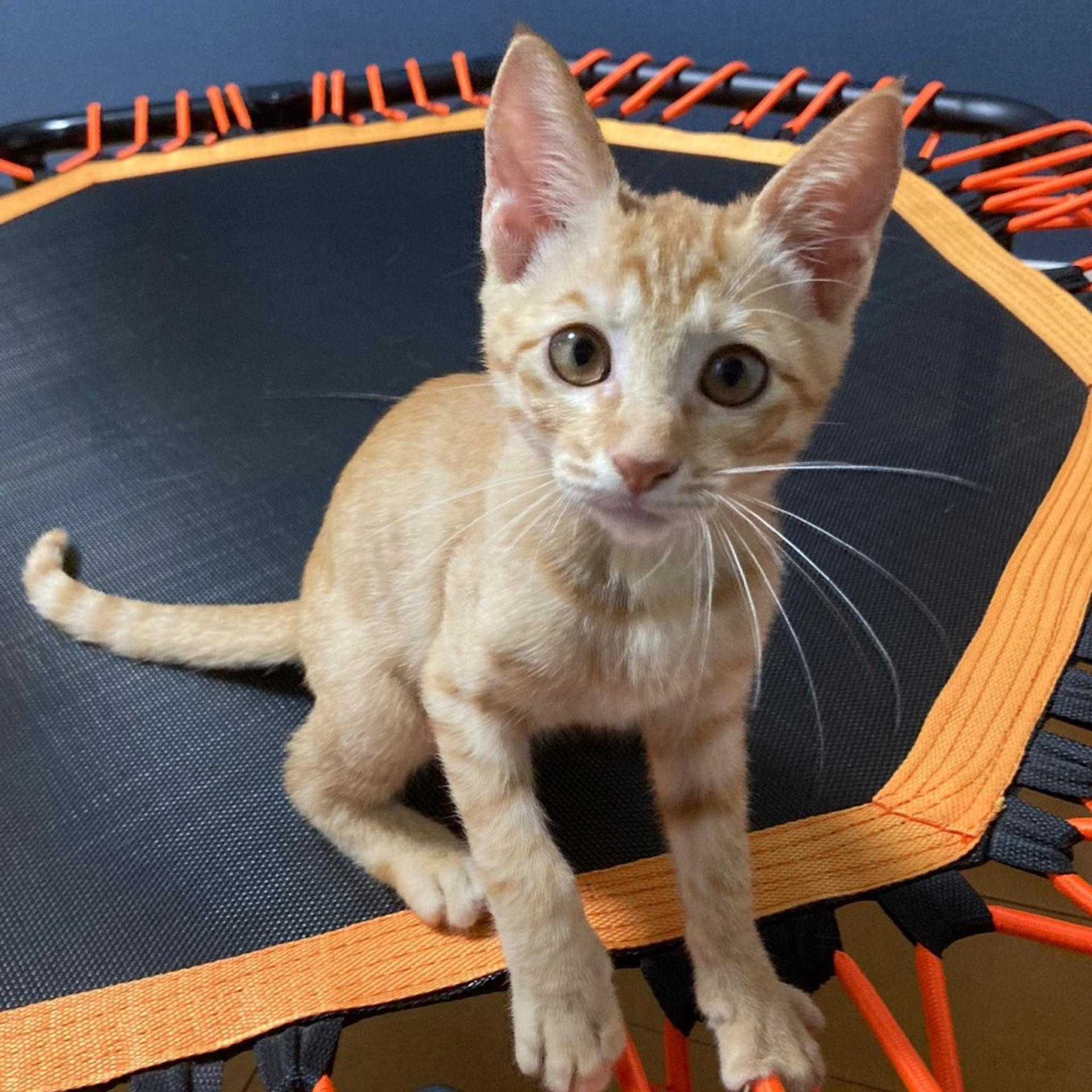 pet-image-9