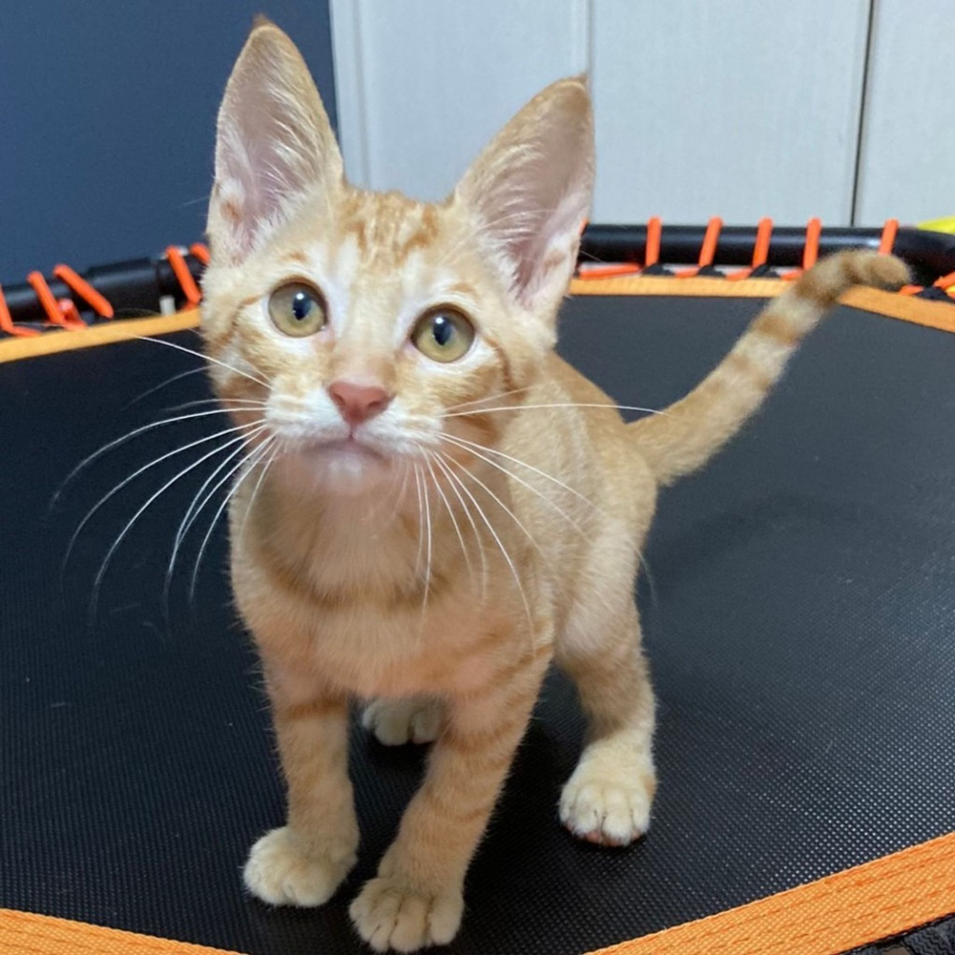 雑種（ミックス猫）・オスの里親募集の写真