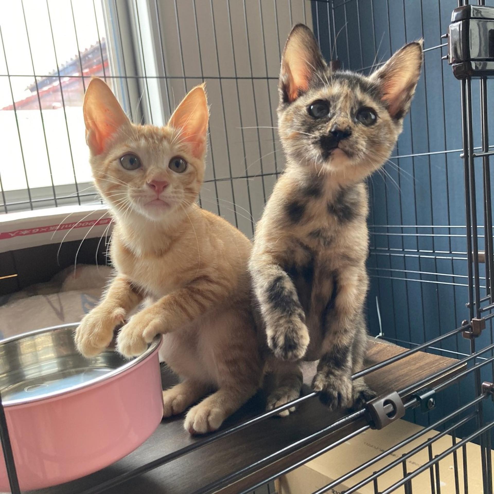 pet-image-2