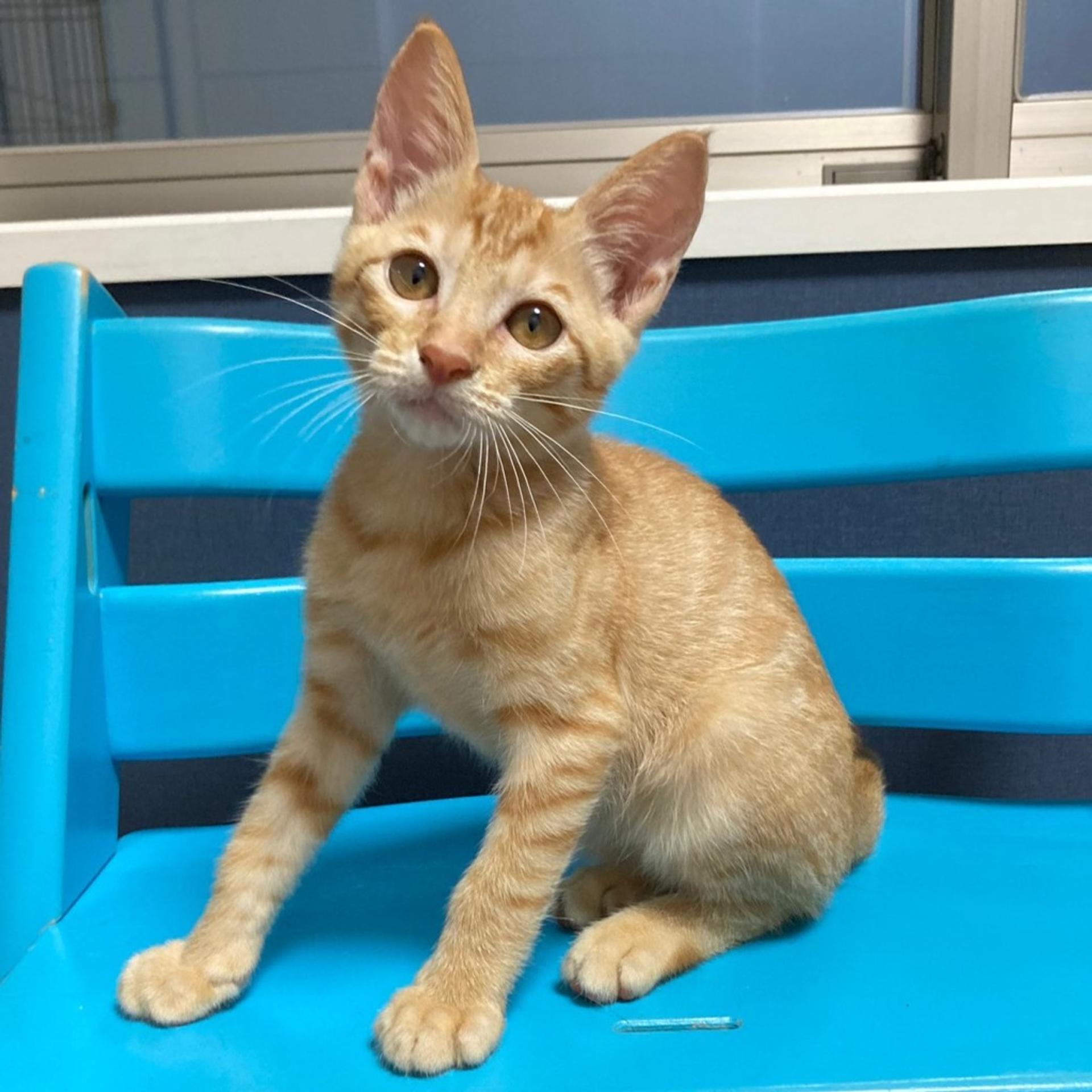 pet-image-3