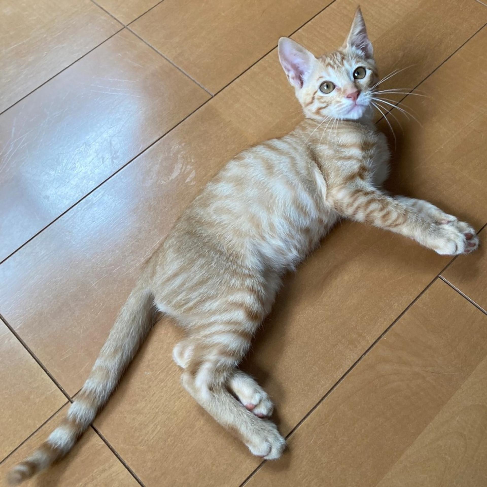 pet-image-4