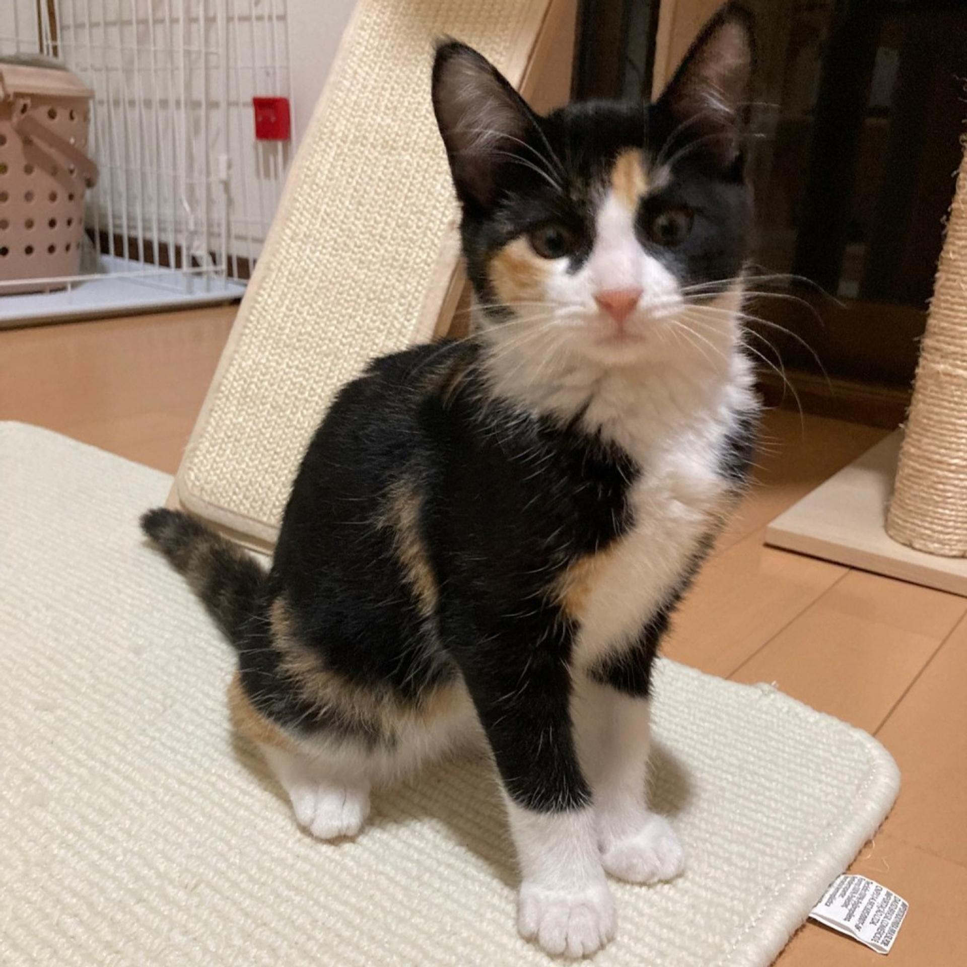 pet-image-5