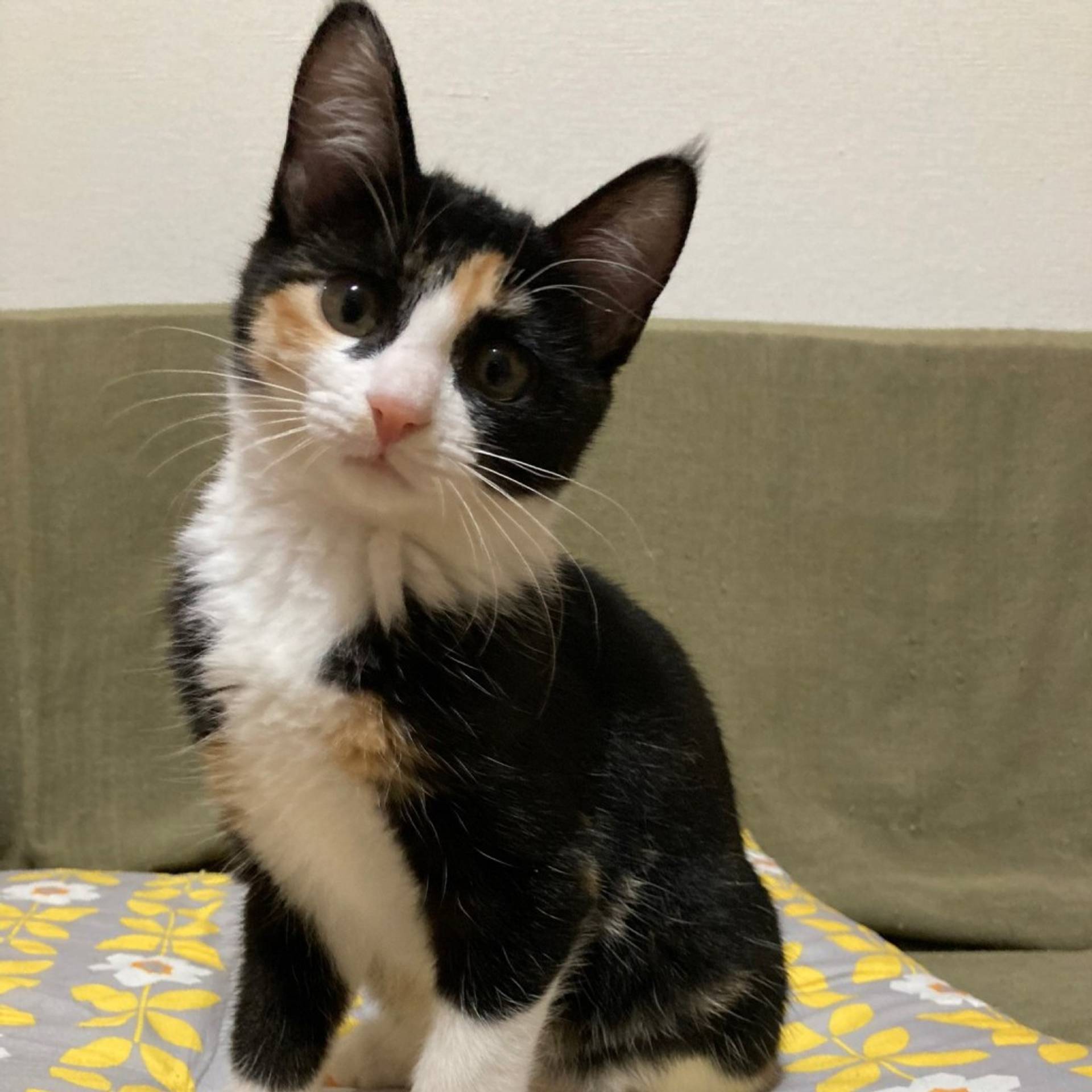 雑種（ミックス猫）・メスの里親募集の写真