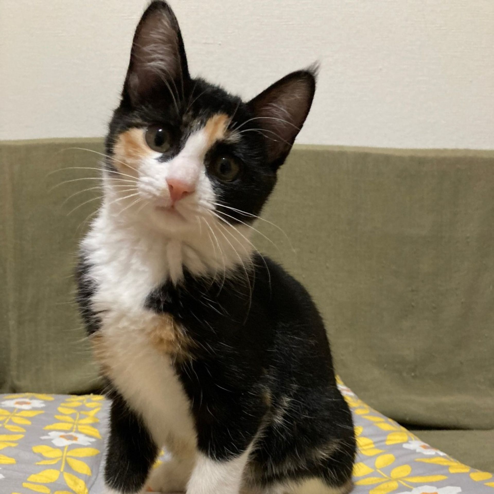 雑種（ミックス猫）・メスの里親募集の写真