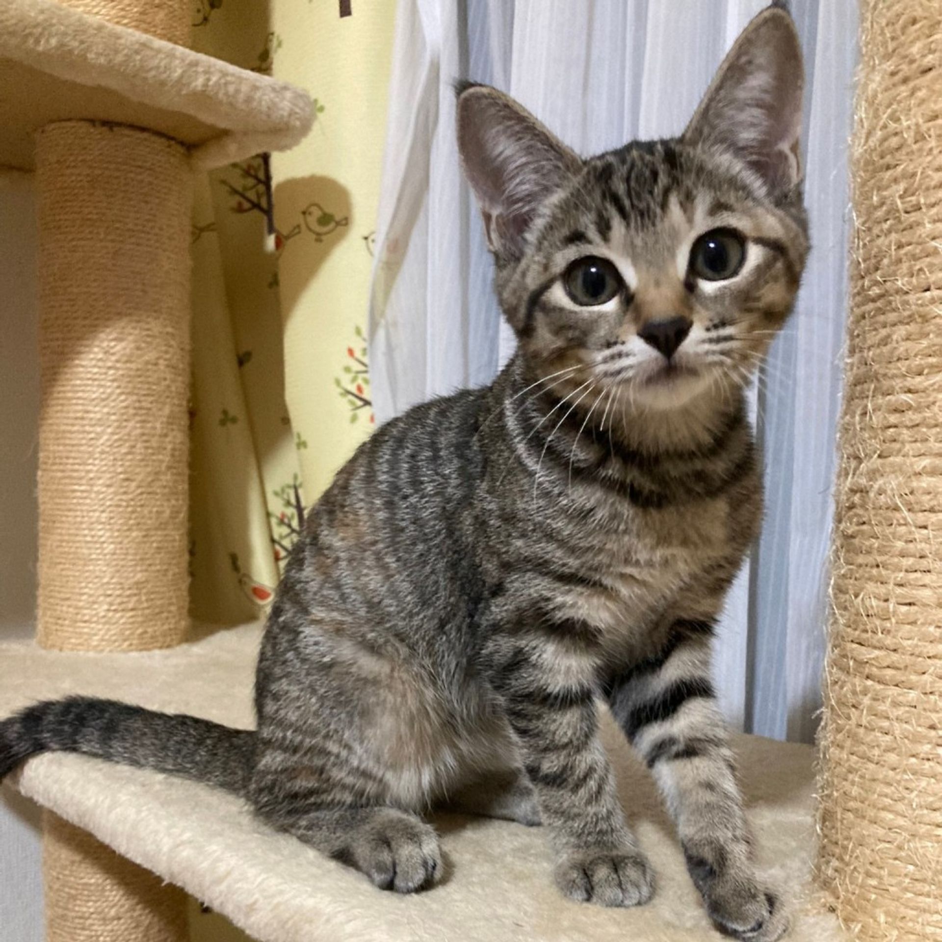雑種（ミックス猫）・メスの里親募集の写真
