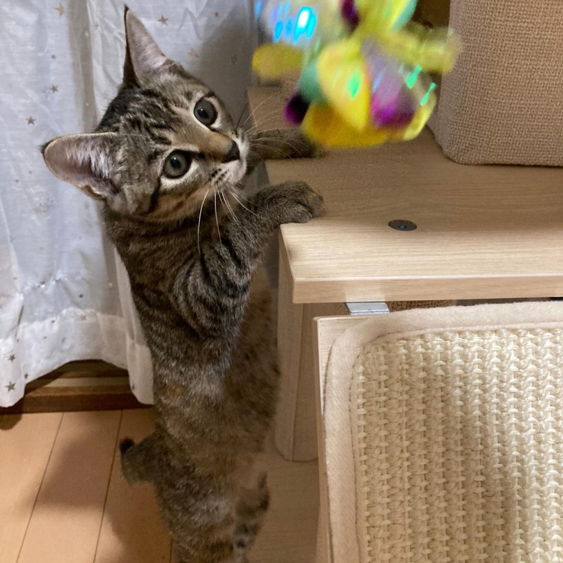 pet-image-4