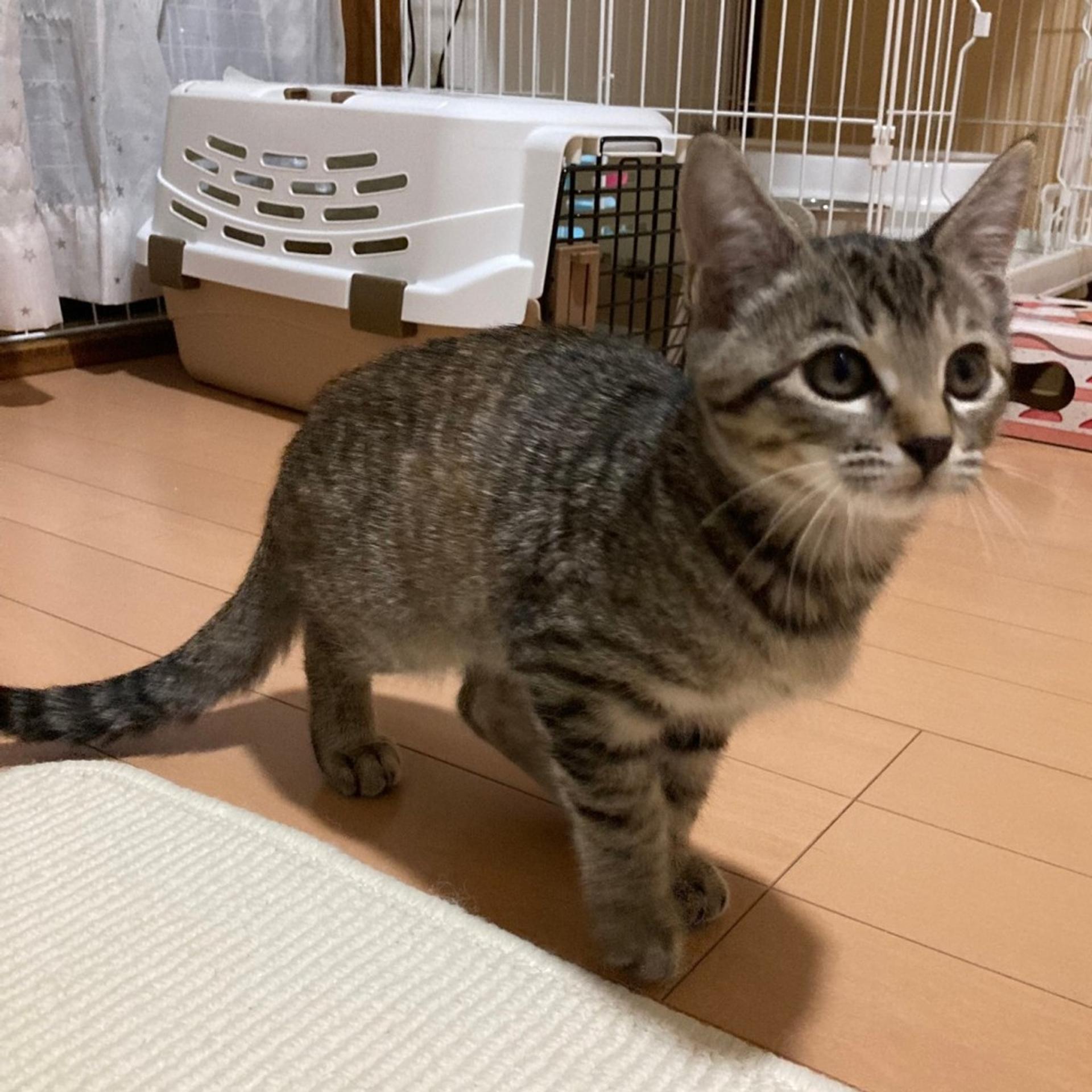 pet-image-9