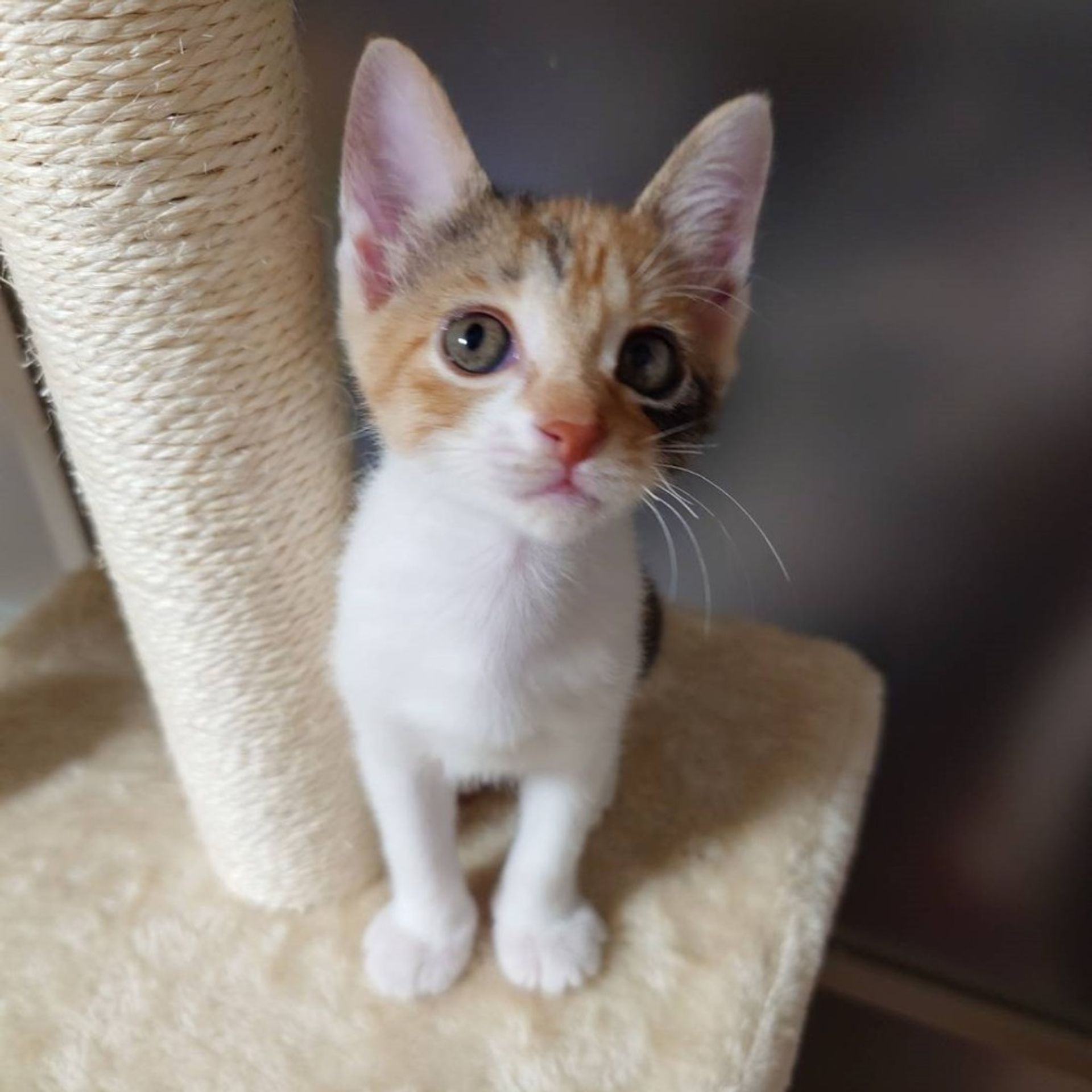 雑種（ミックス猫）・メスの里親募集の写真