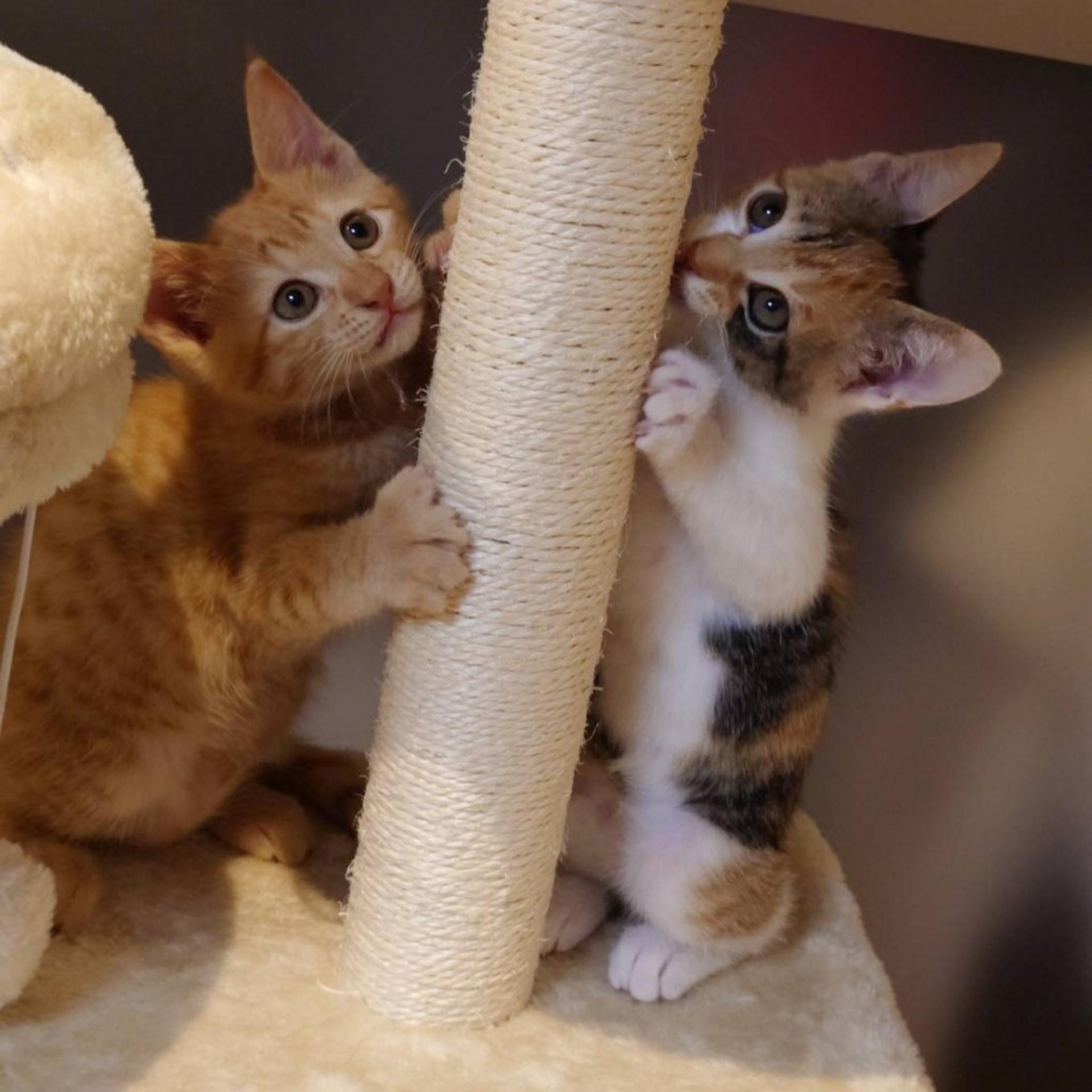 pet-image-7
