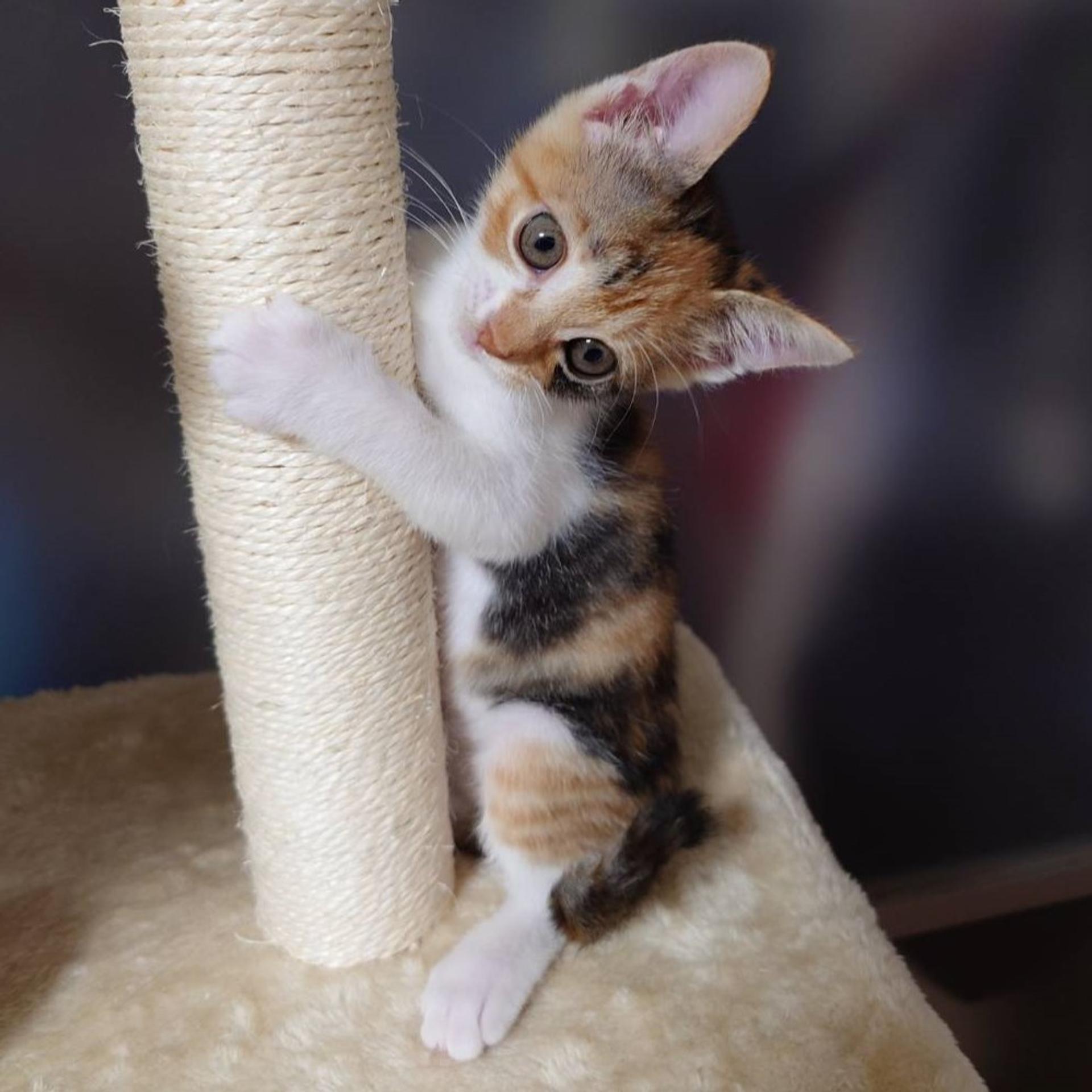 pet-image-3