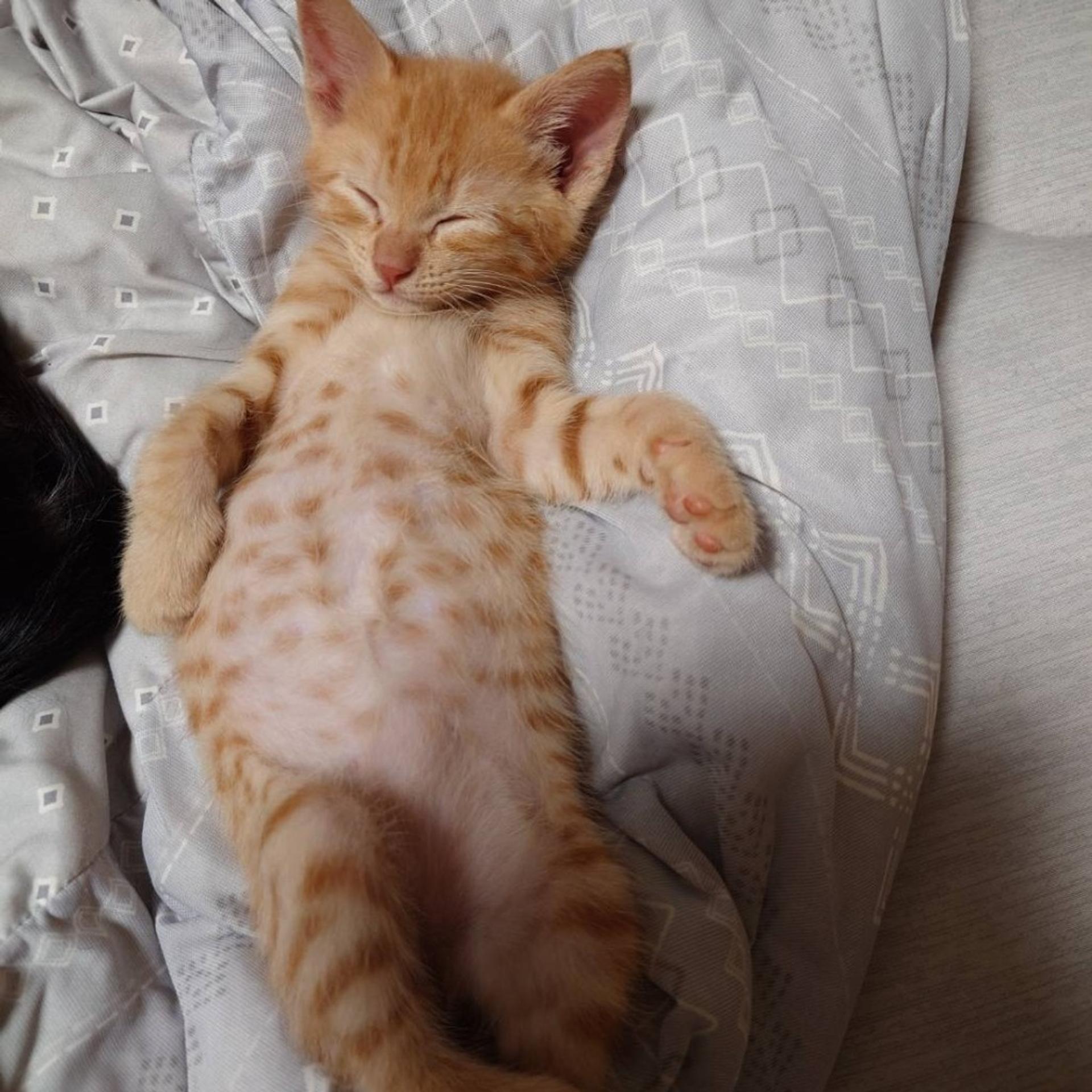 pet-image-4