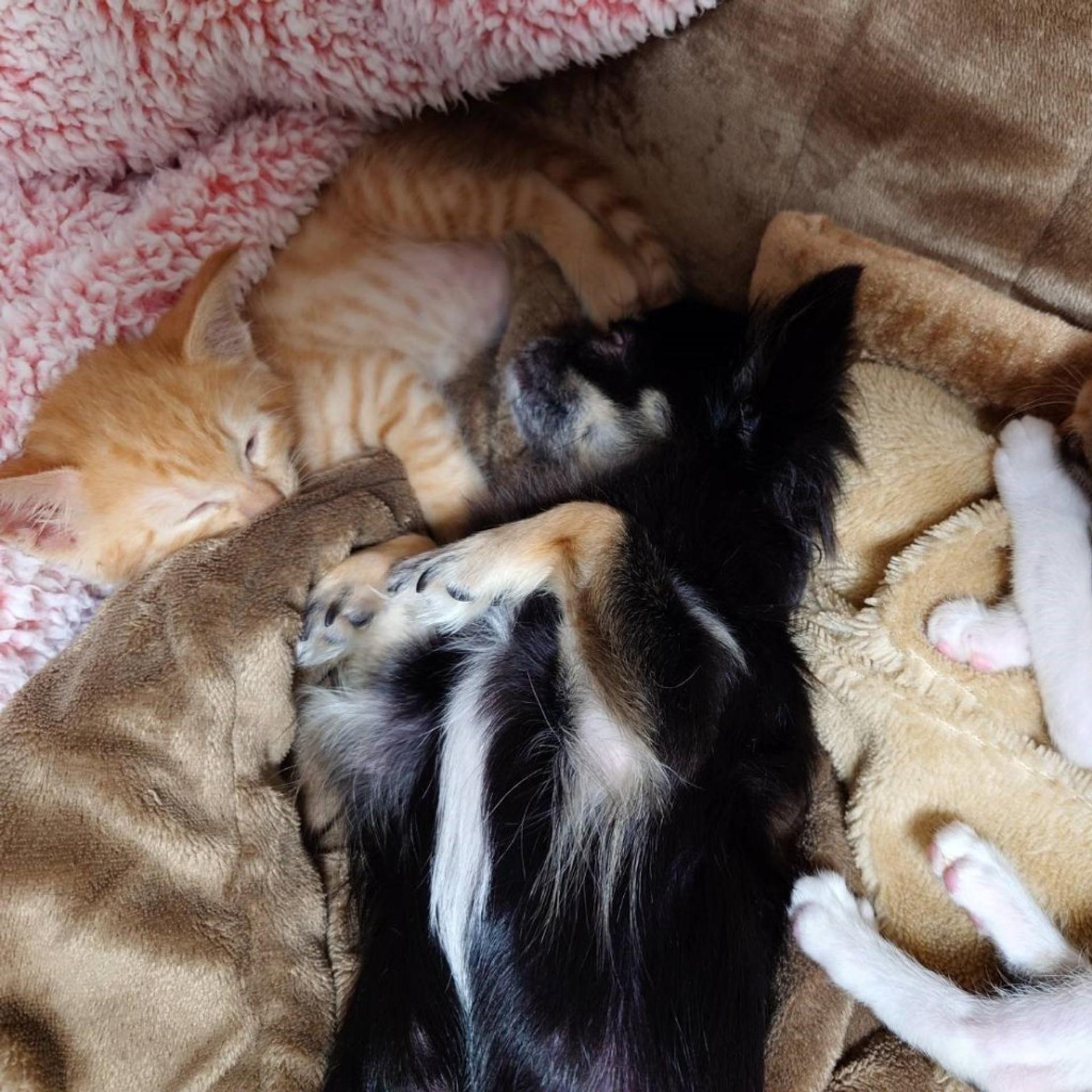 pet-image-5