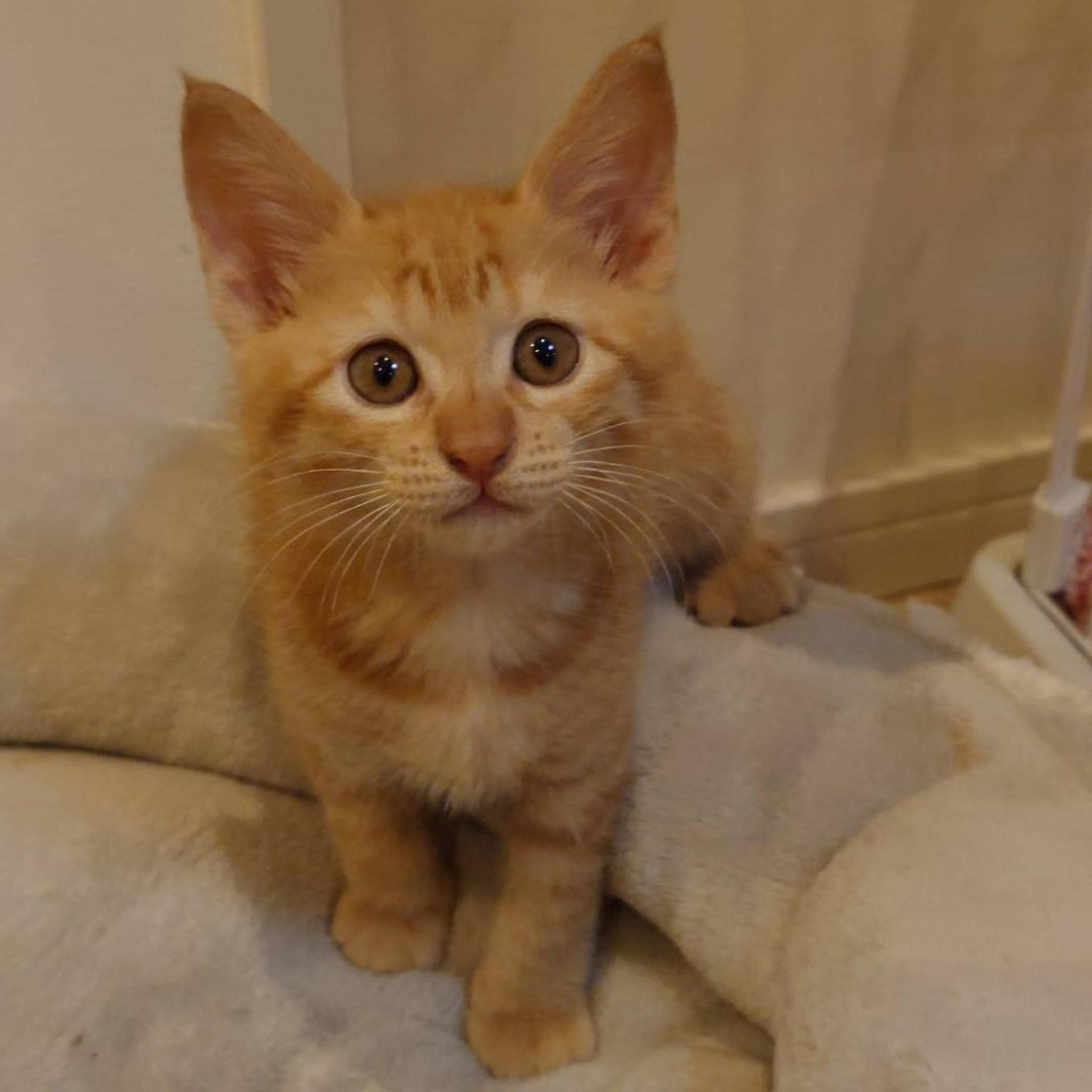 pet-image-7