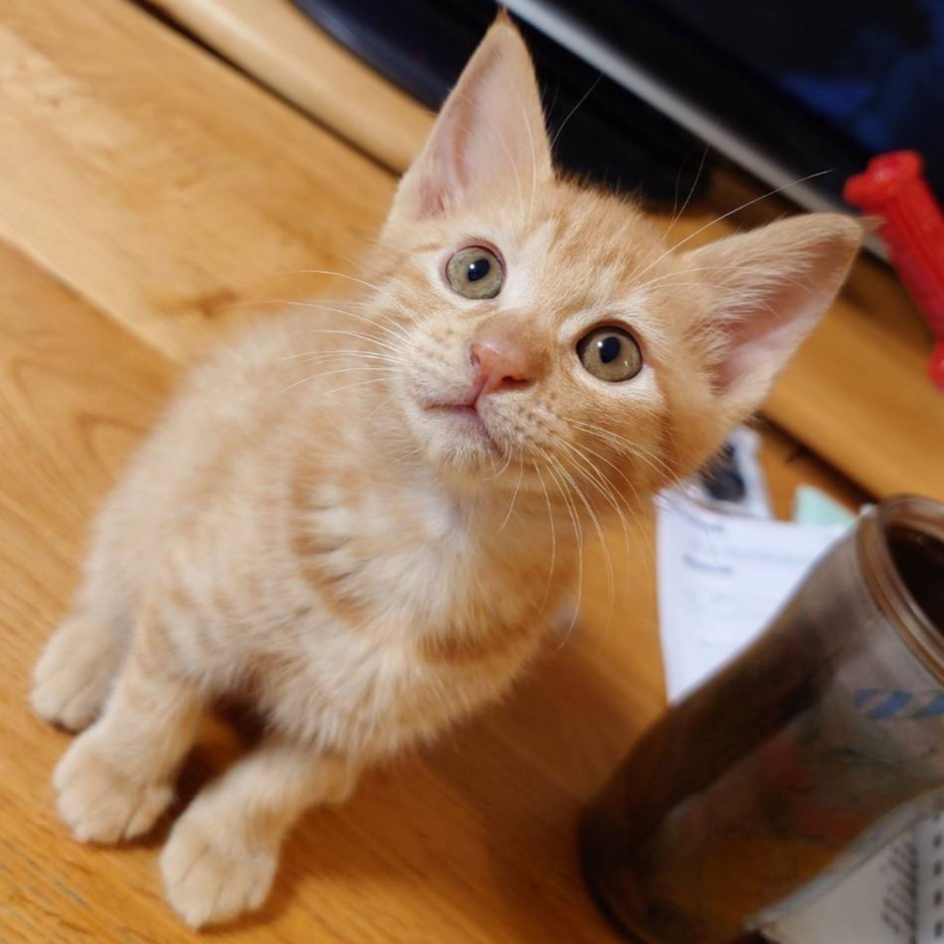 雑種（ミックス猫）・オスの里親募集の写真